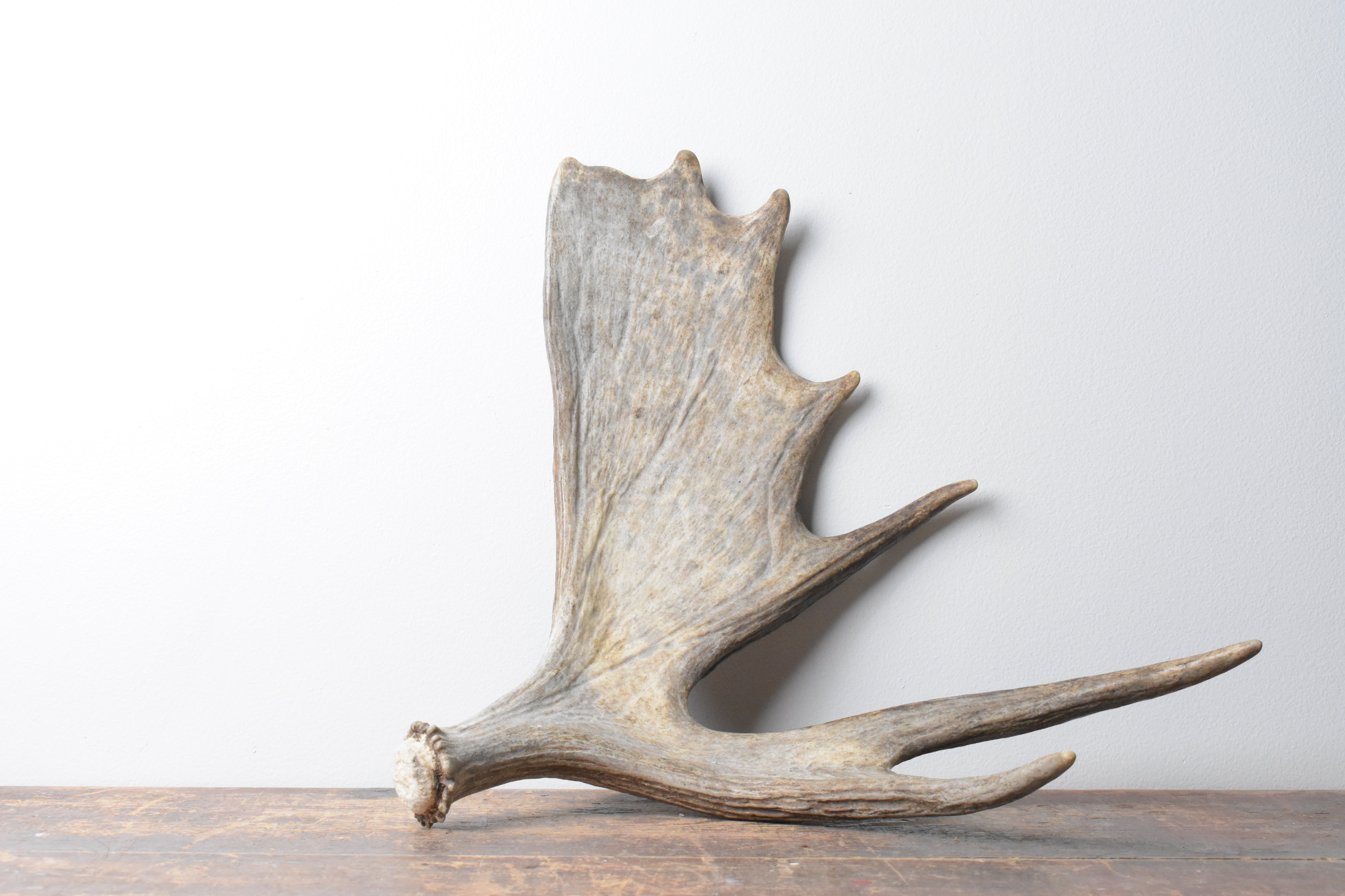 Moose Antler | 09