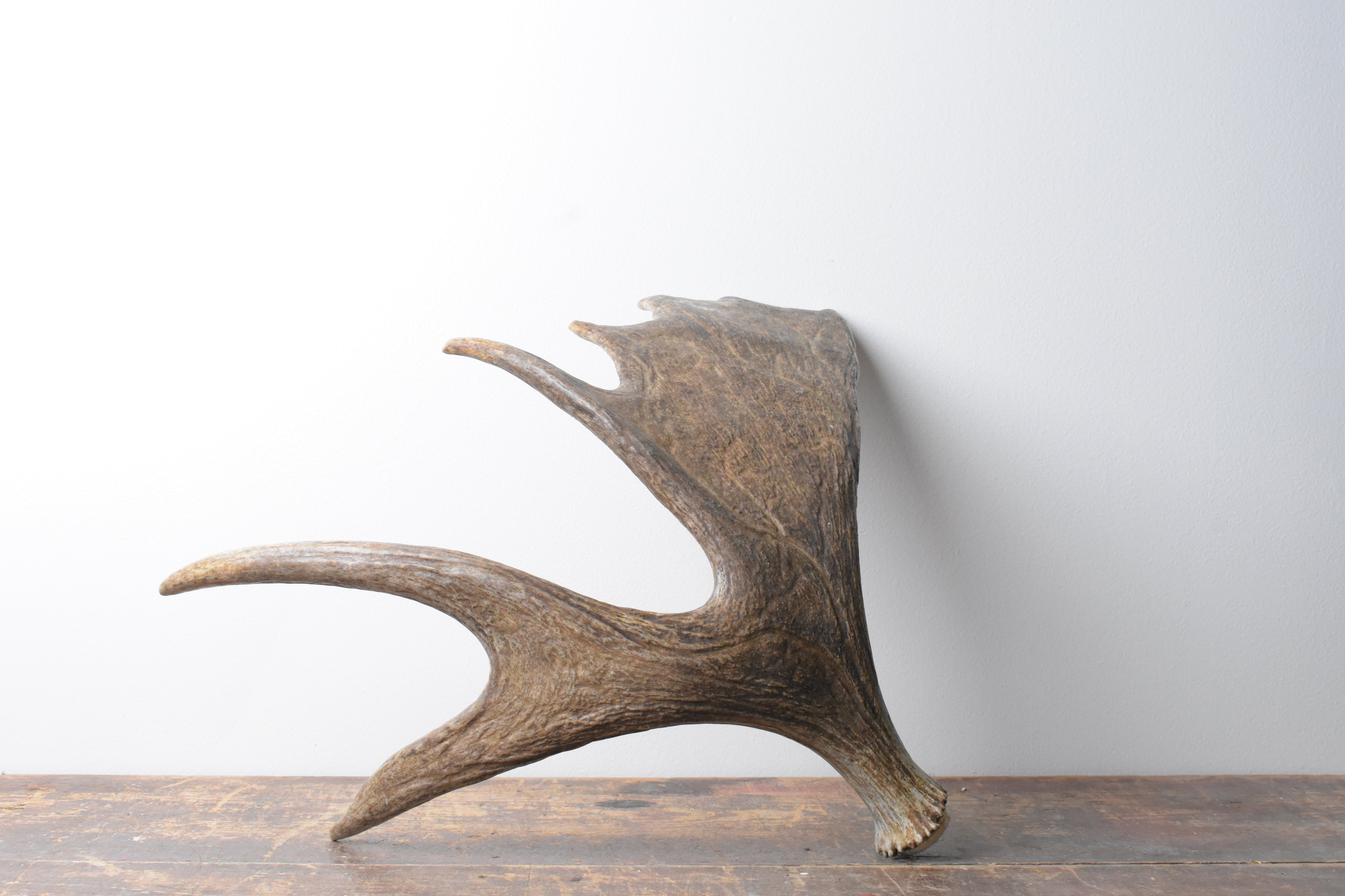 Moose Antler | Small Size | 09