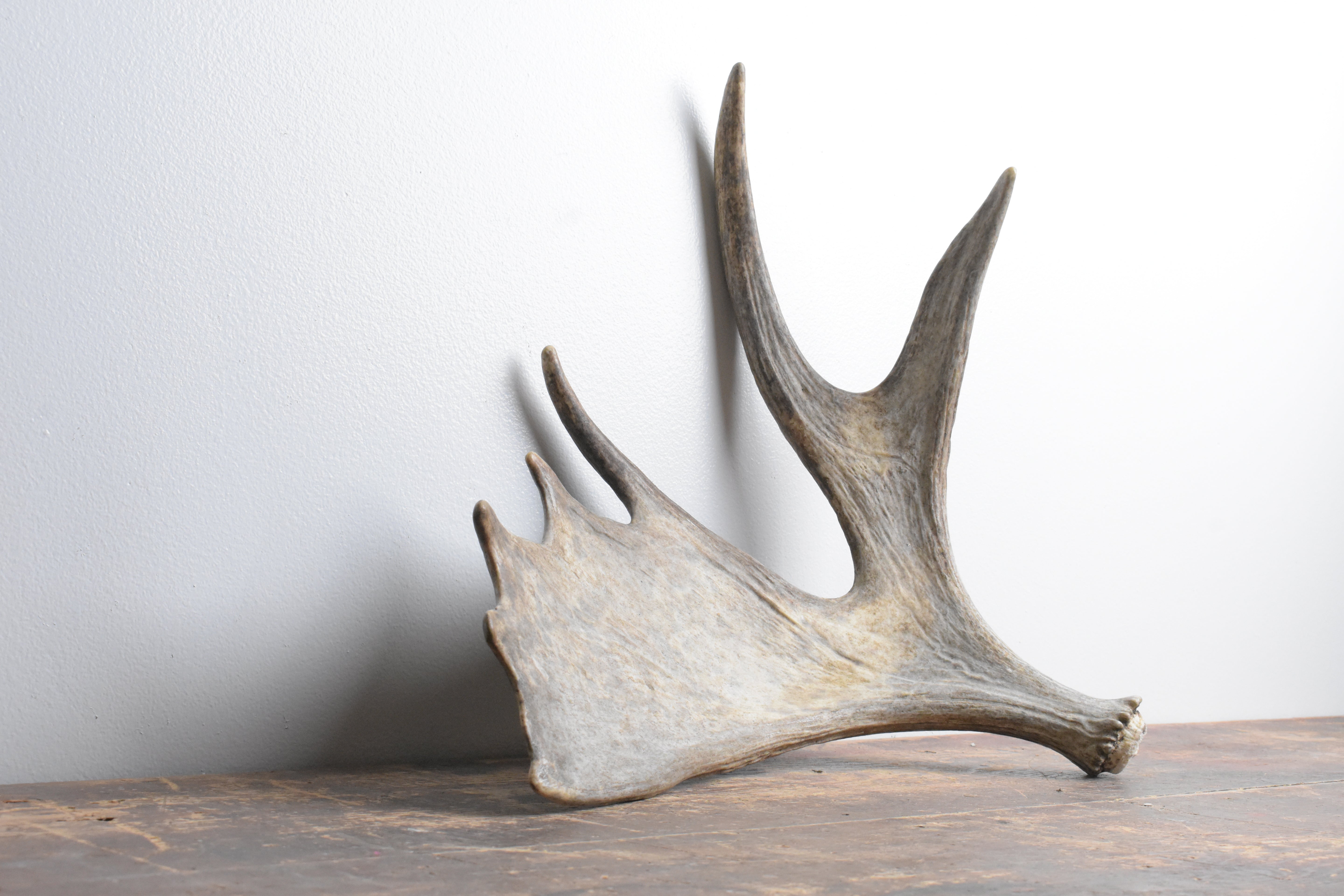 Moose Antler | Small Size | 09