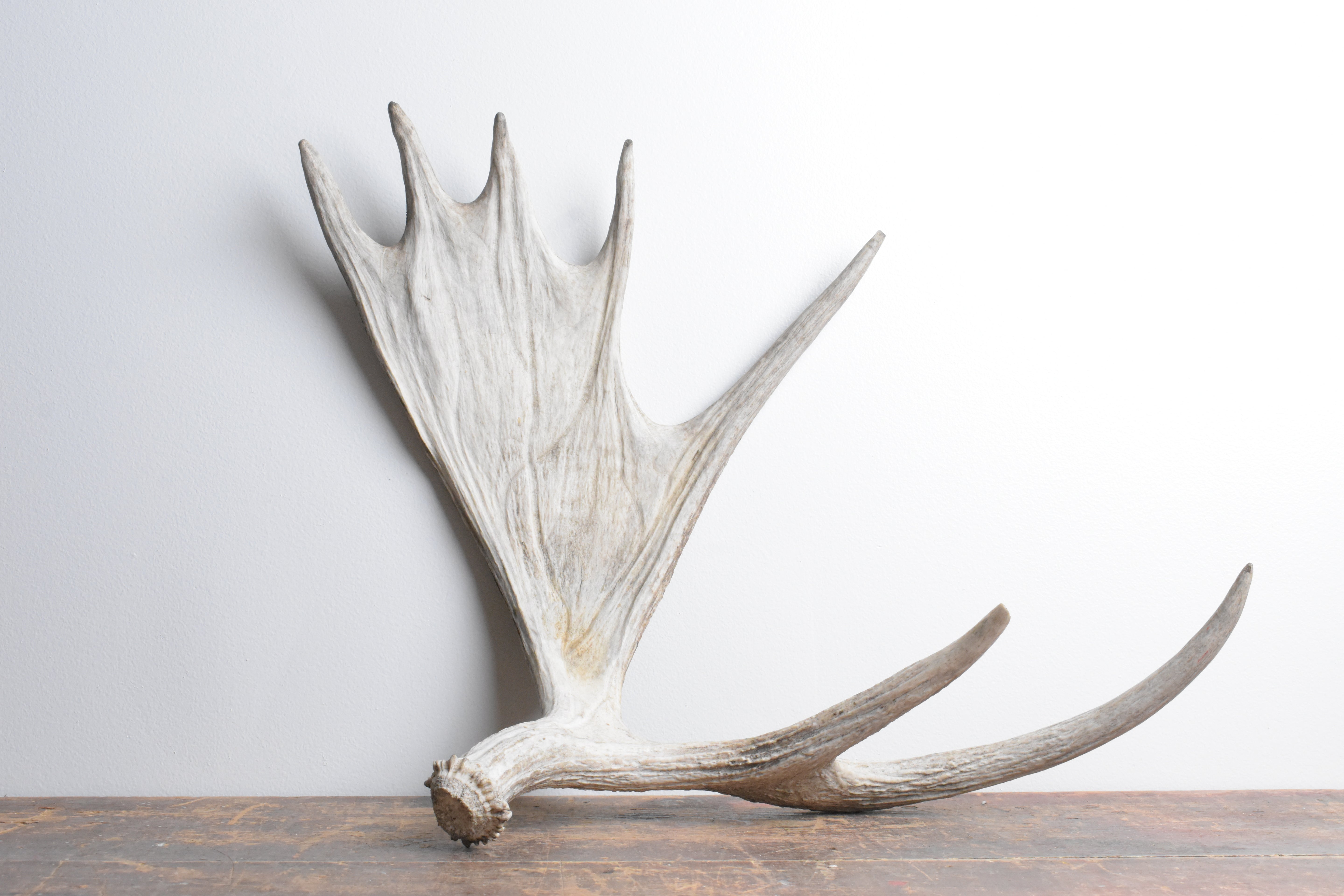 Moose Antler | 08