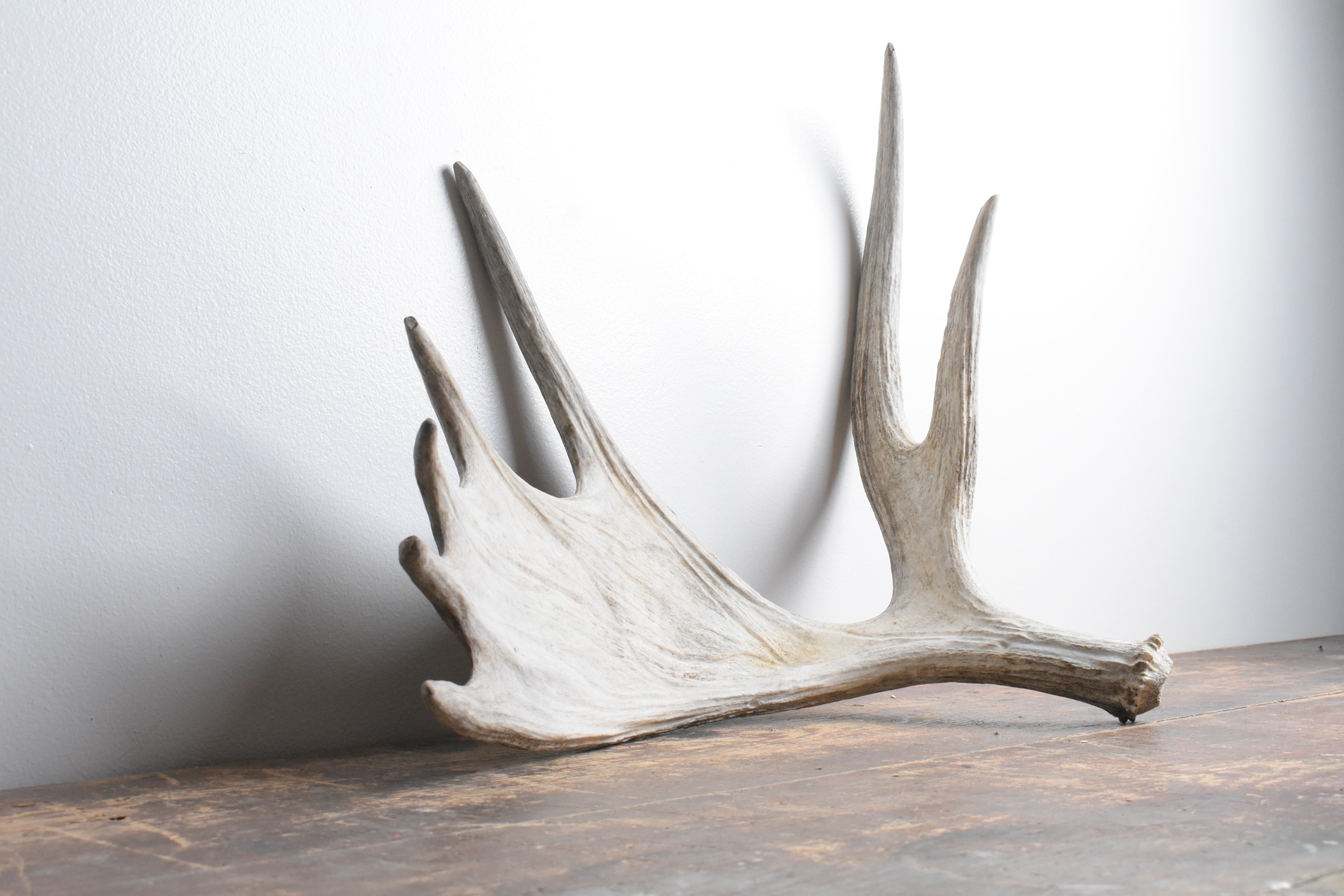 Moose Antler | Small Size | 08