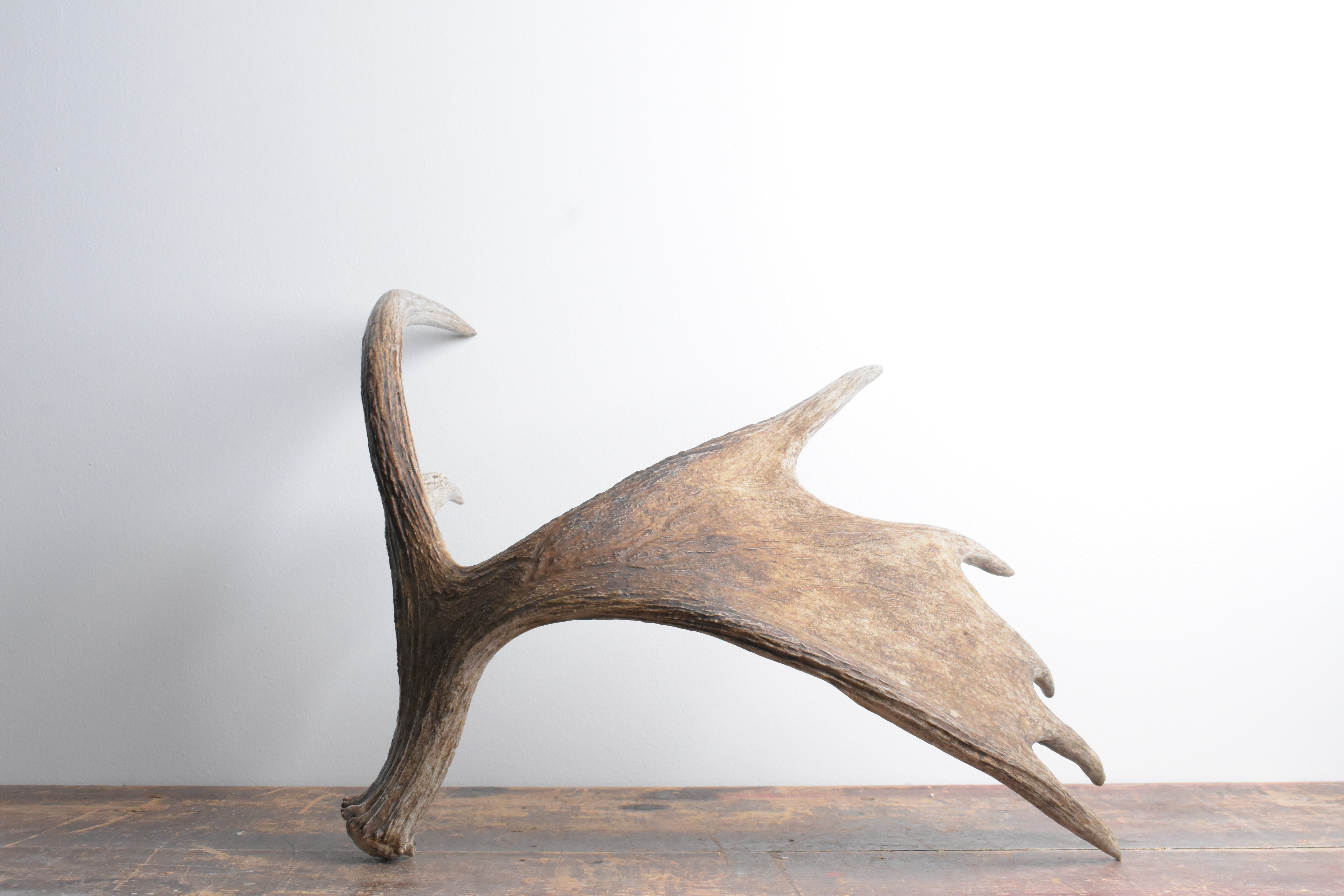 Moose Antler | Small Size | 08