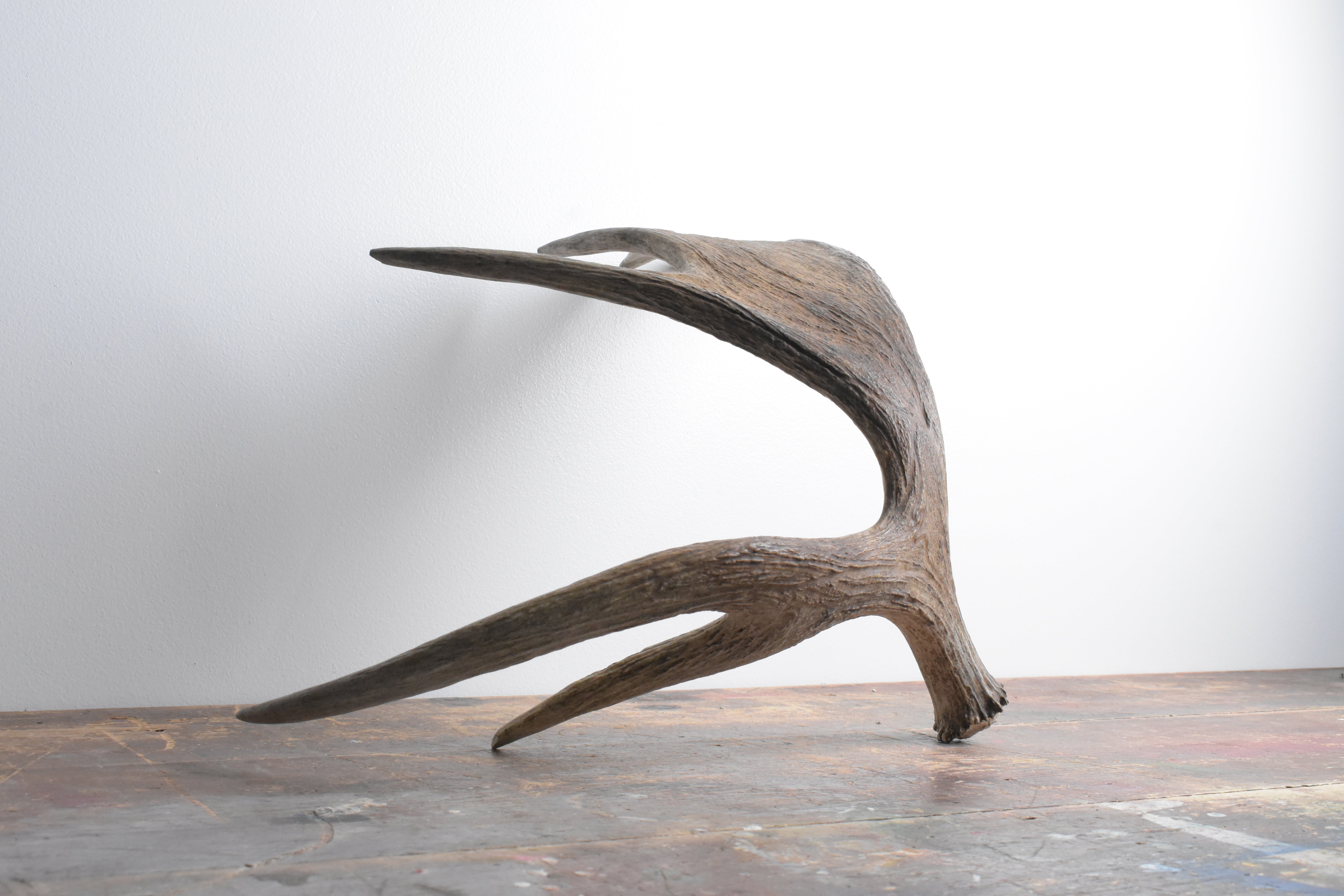 Moose Antler | Small Size | 08
