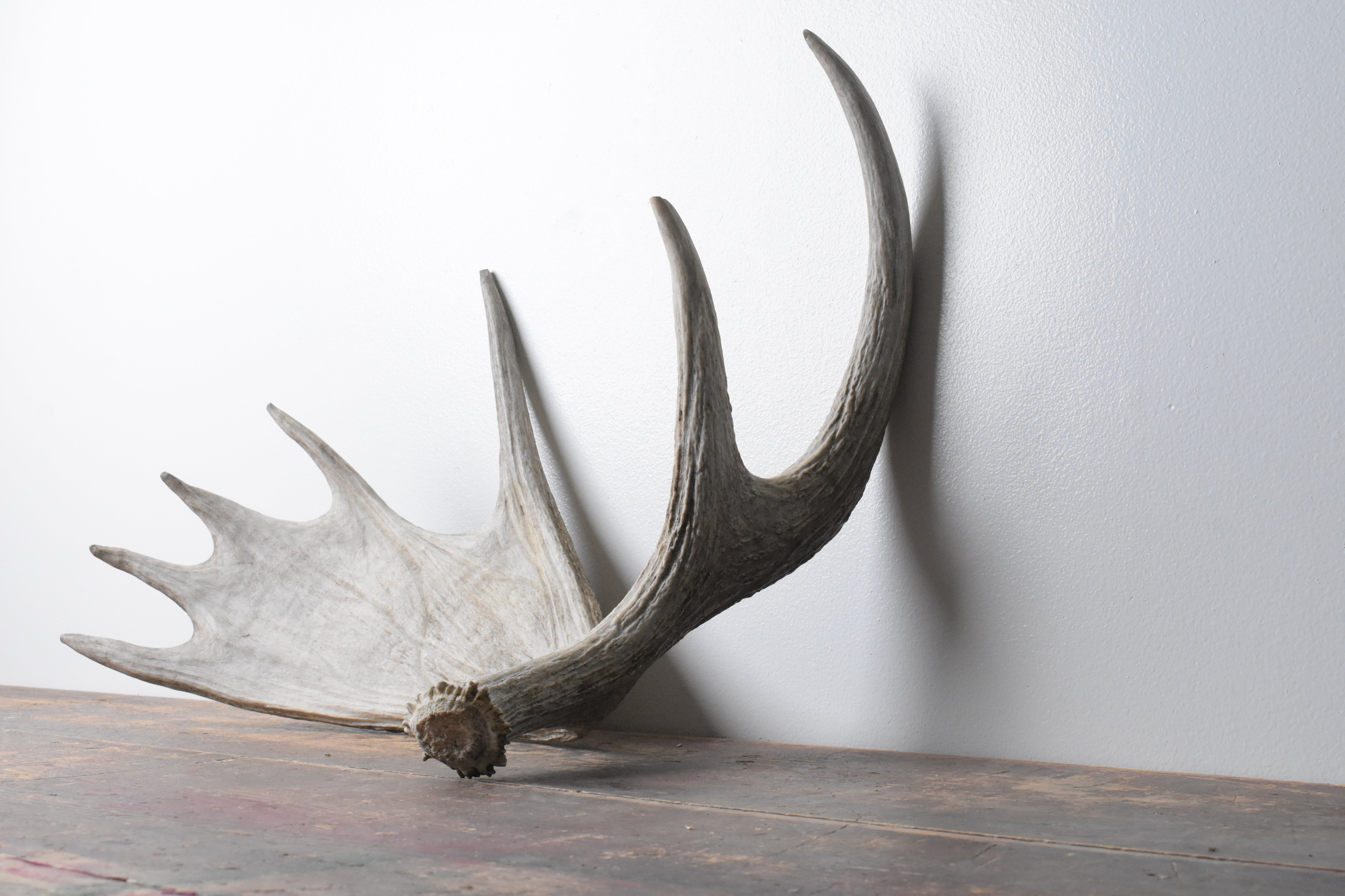 Moose Antler | Small Size | 08