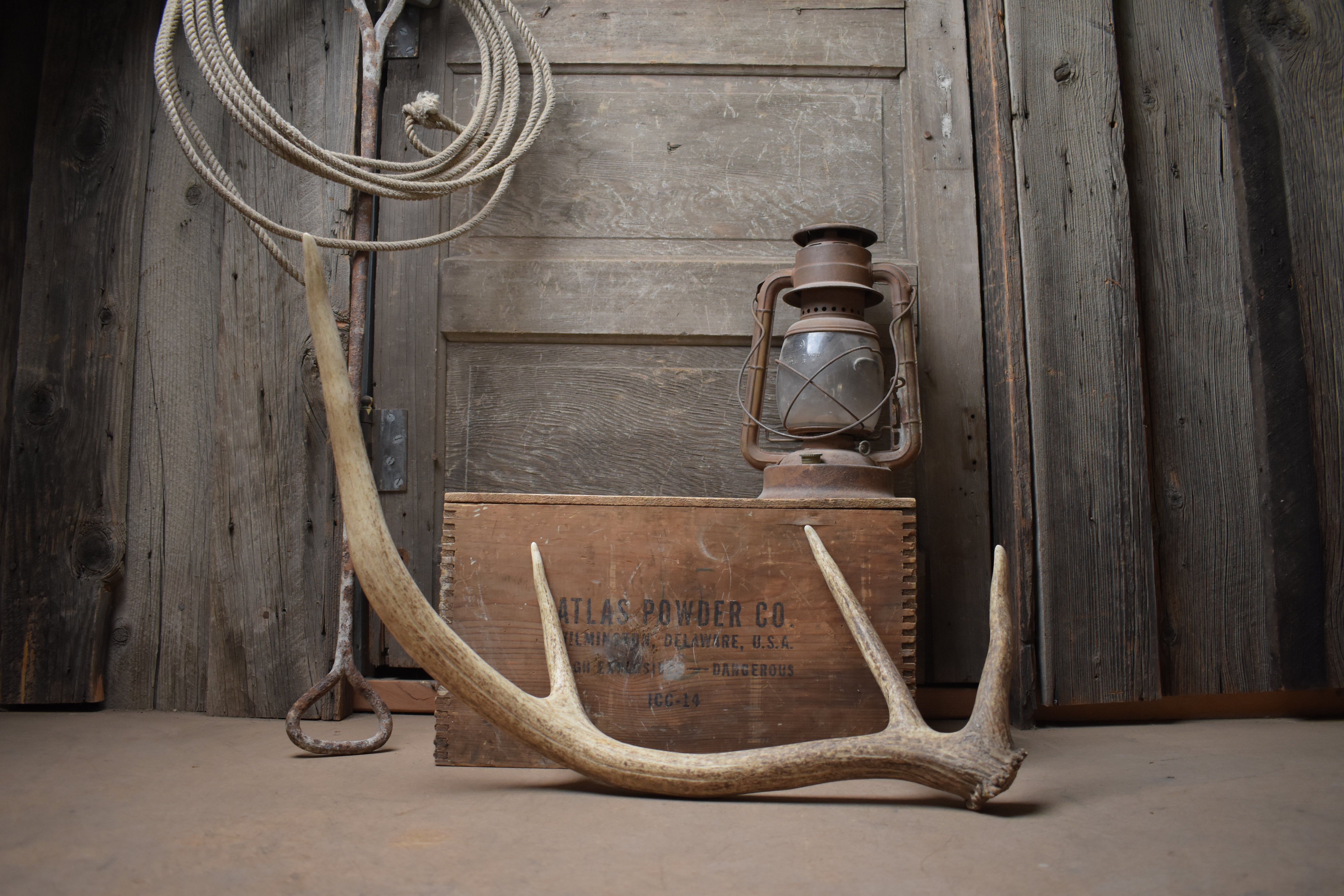 Elk Antler | 43