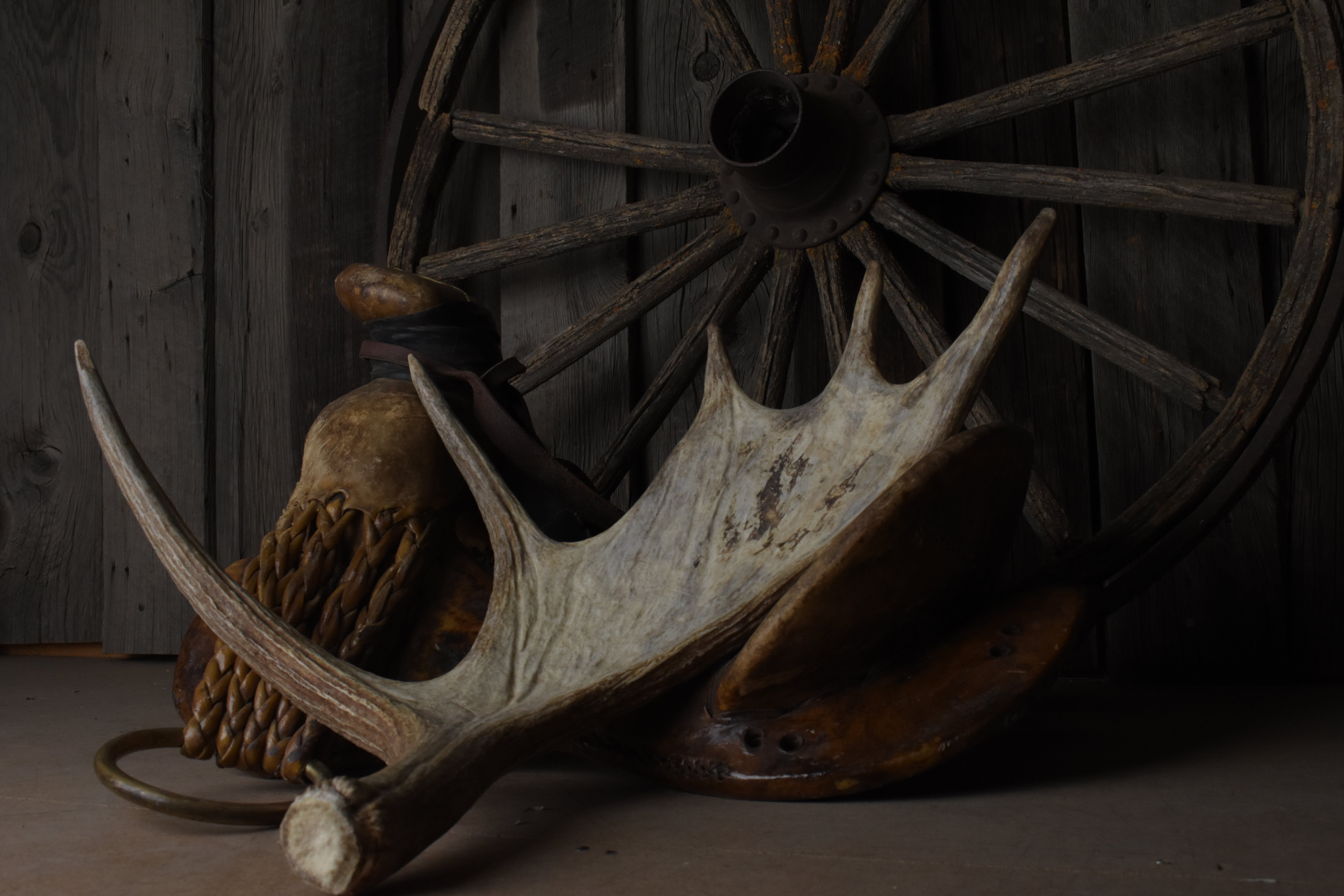 Moose Antler | 11