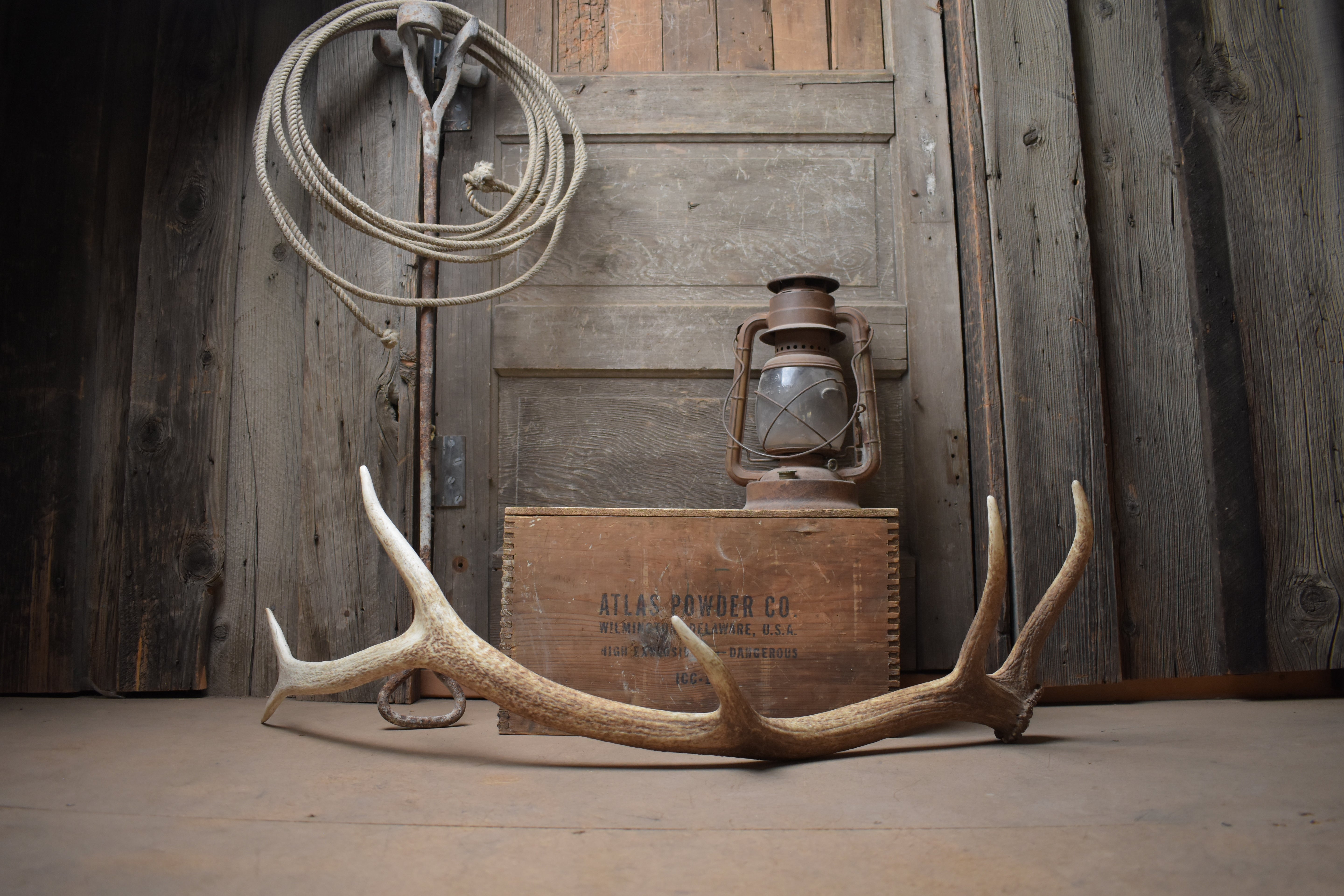 Elk Antler | 44