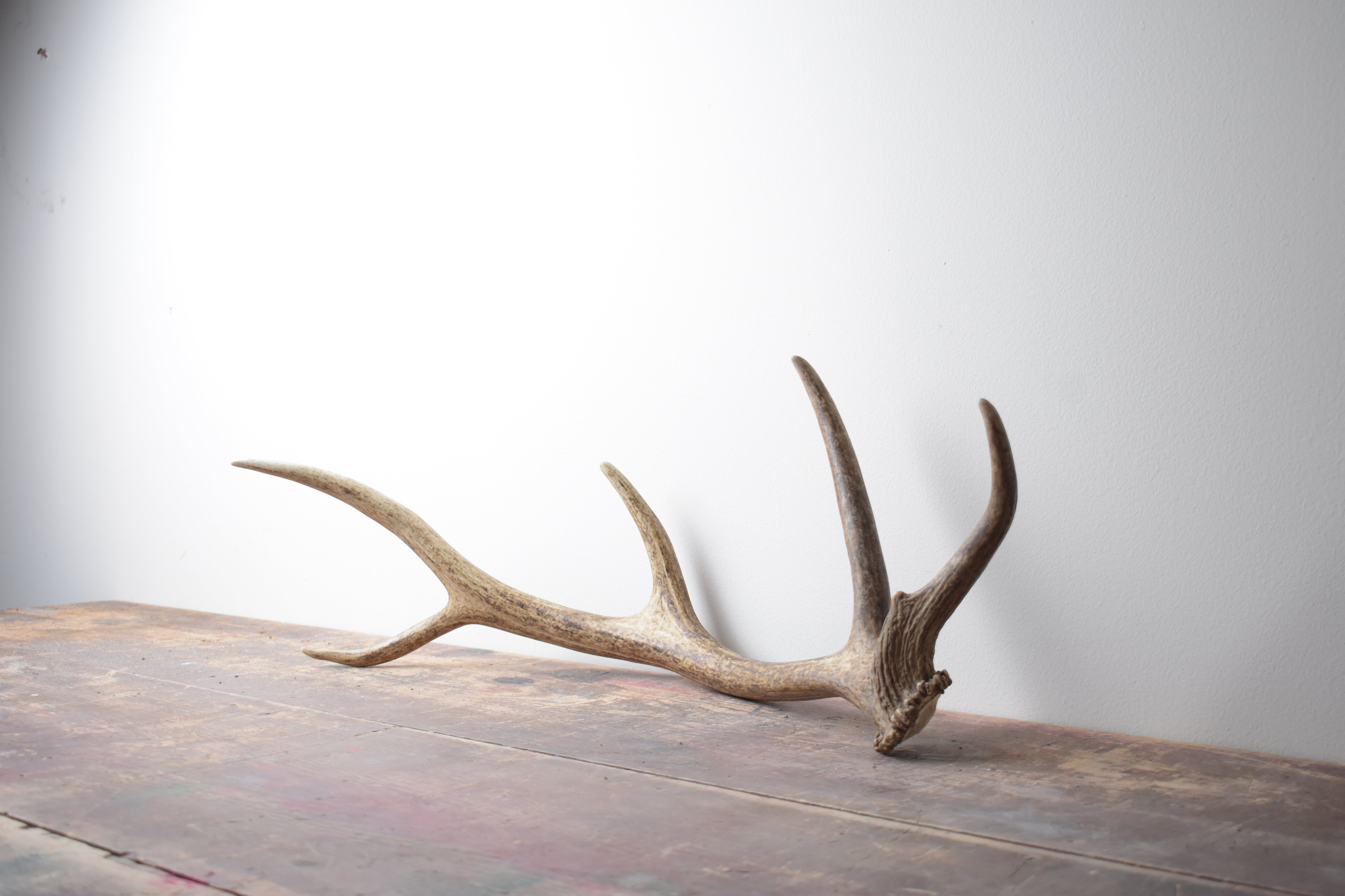 Elk Antler | 39 | SOLD OUT
