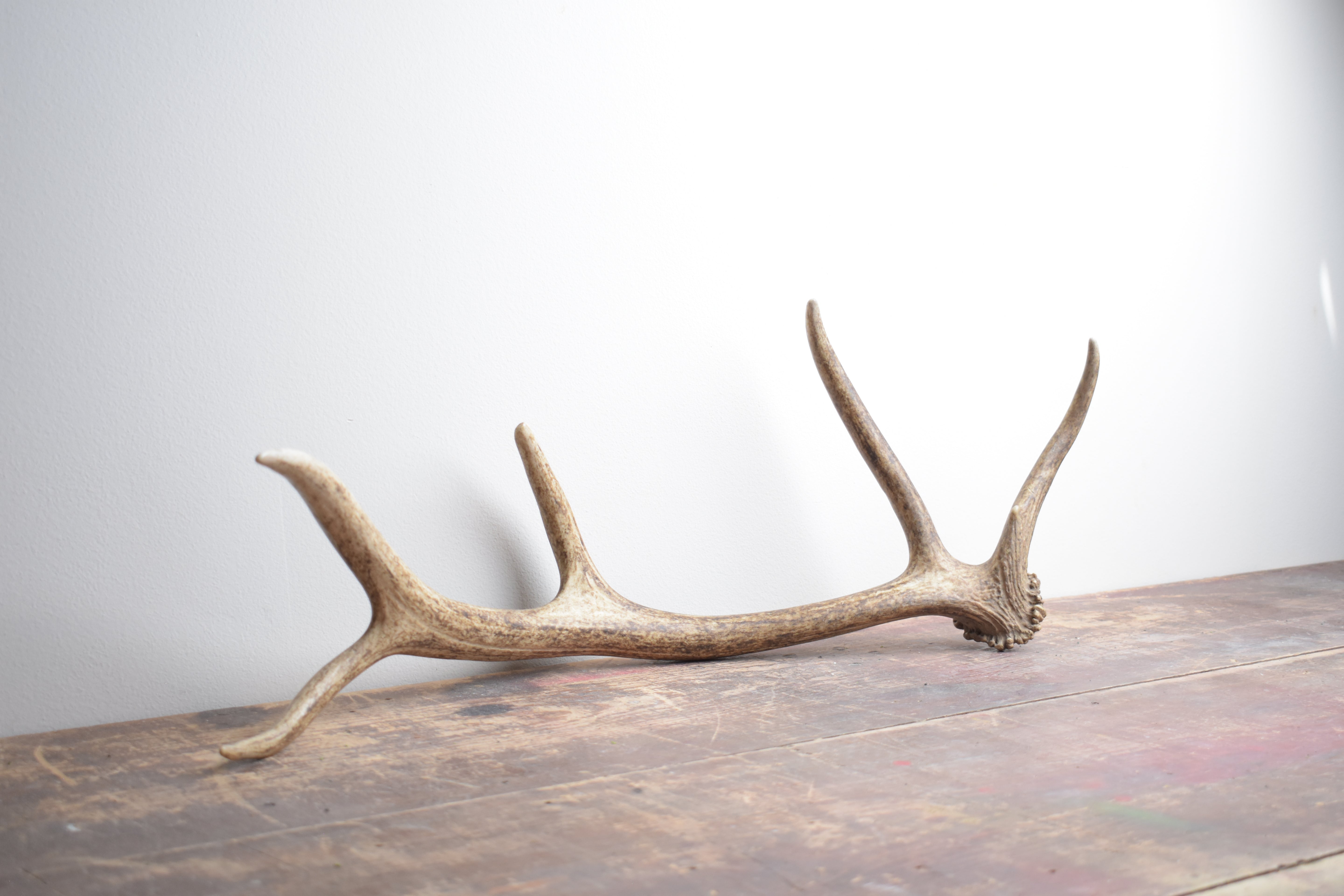 Elk Antler | 39 | SOLD OUT