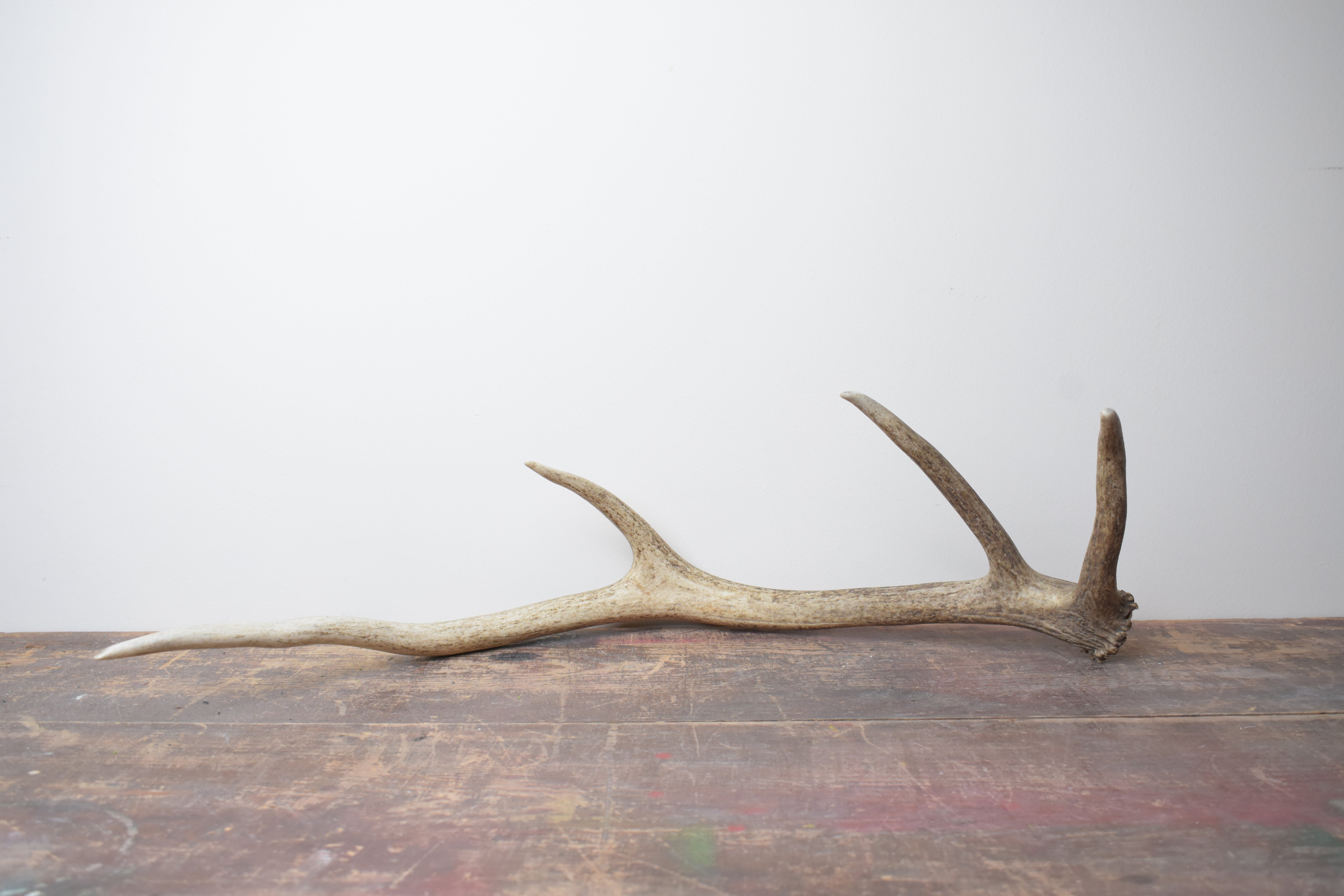 Elk Antler | 43