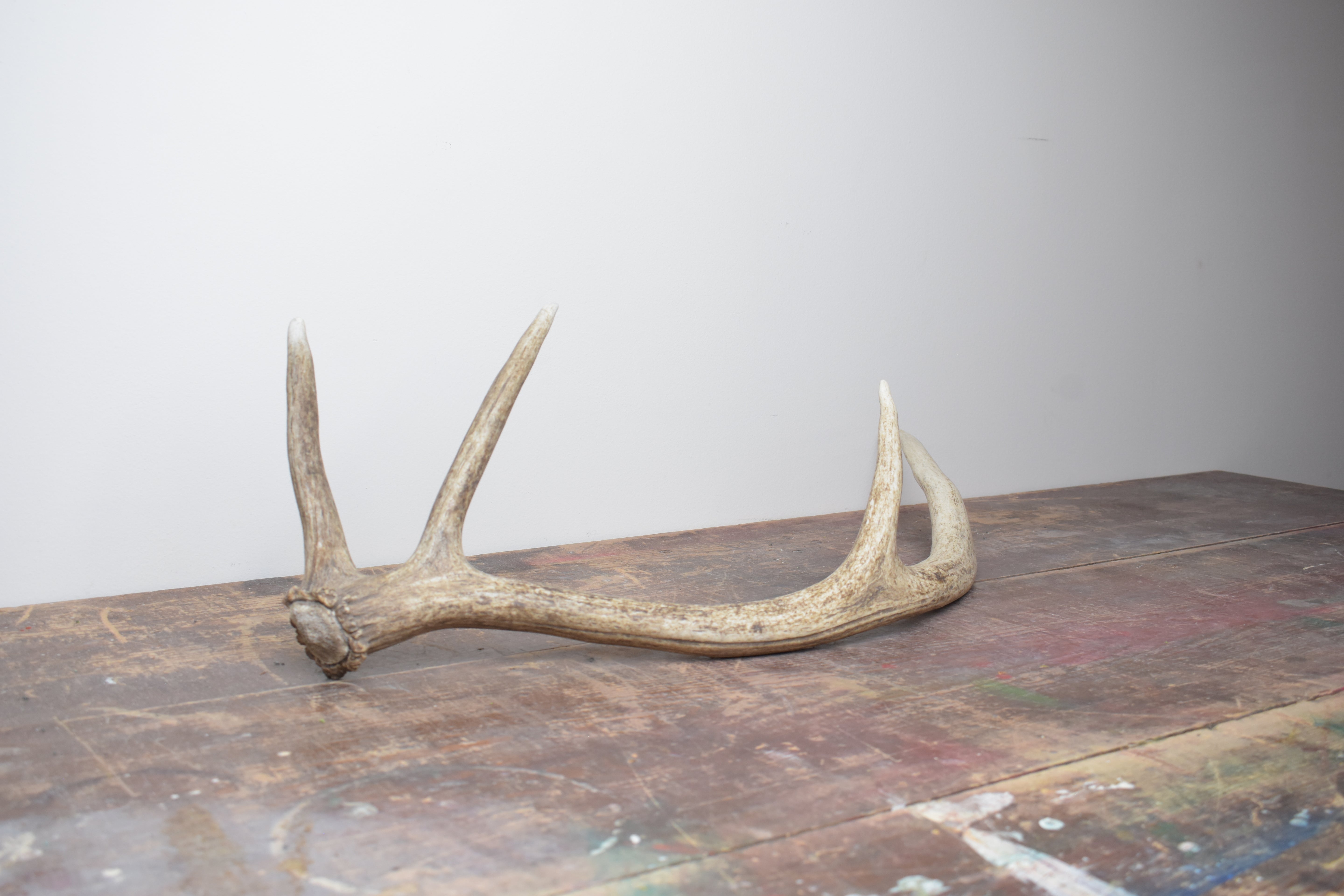 Elk Antler | Small Size | 43