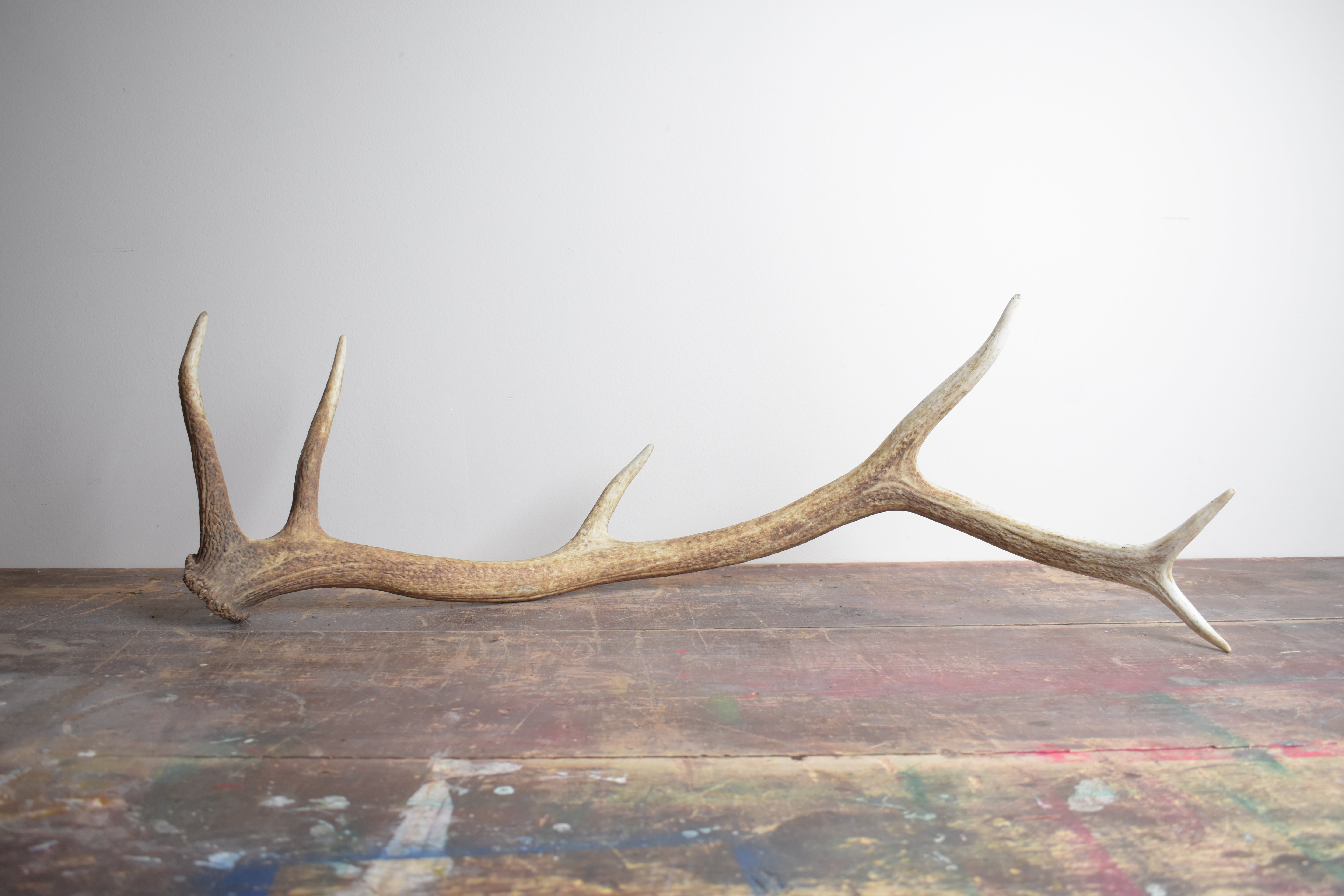 Elk Antler | 44
