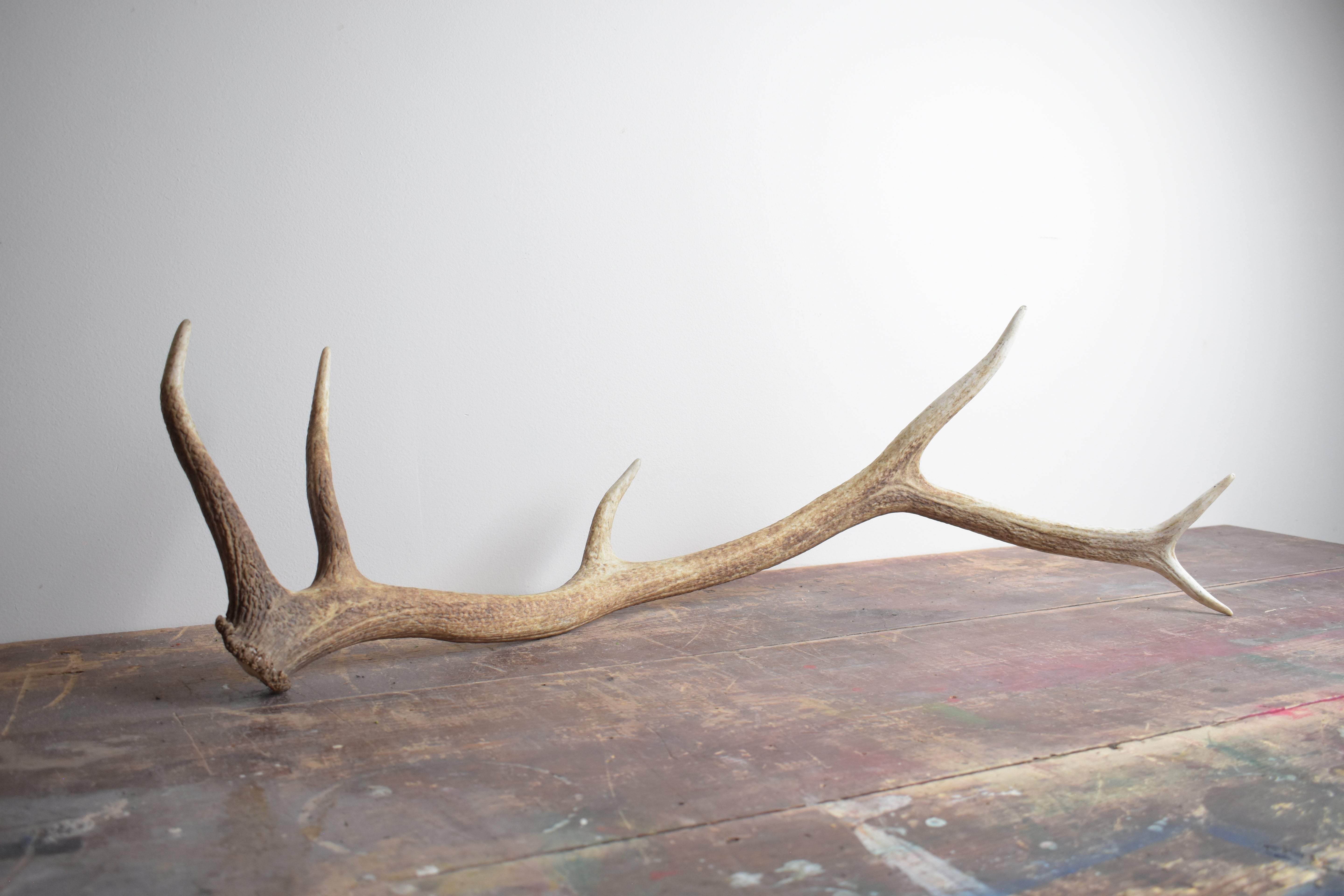 Elk Antler | Medium Size | 44