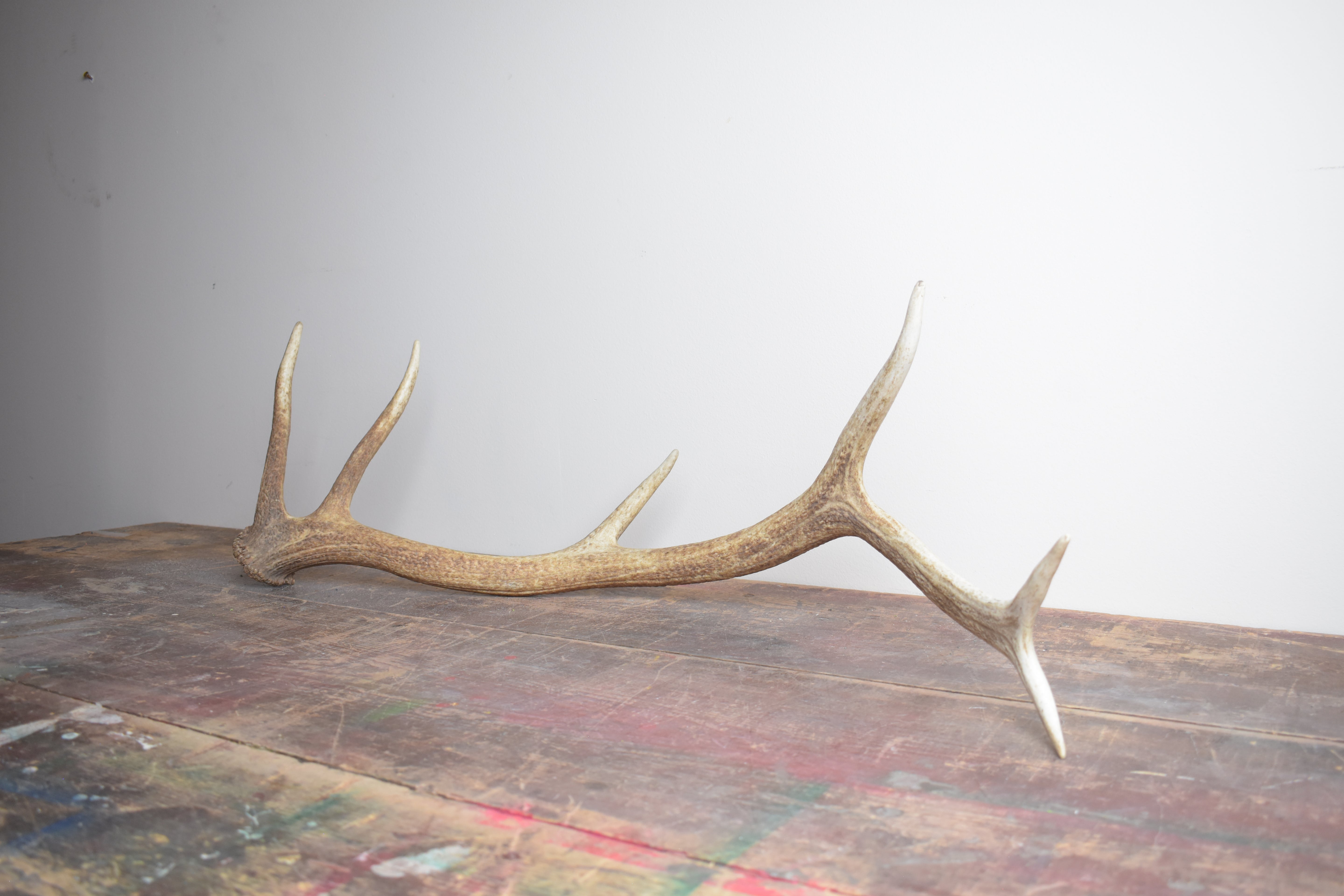 Elk Antler | Medium Size | 44