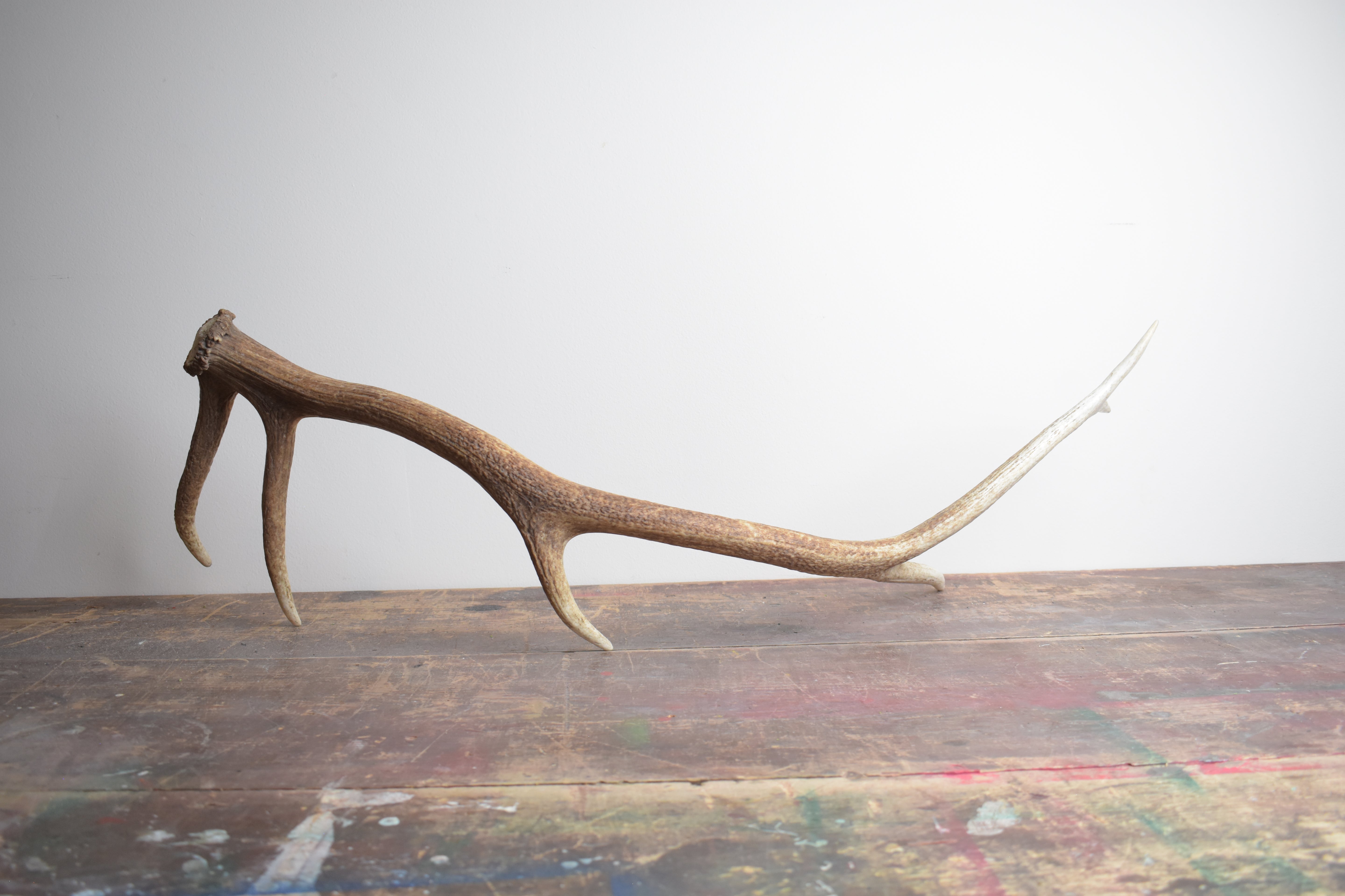 Elk Antler | Medium Size | 44