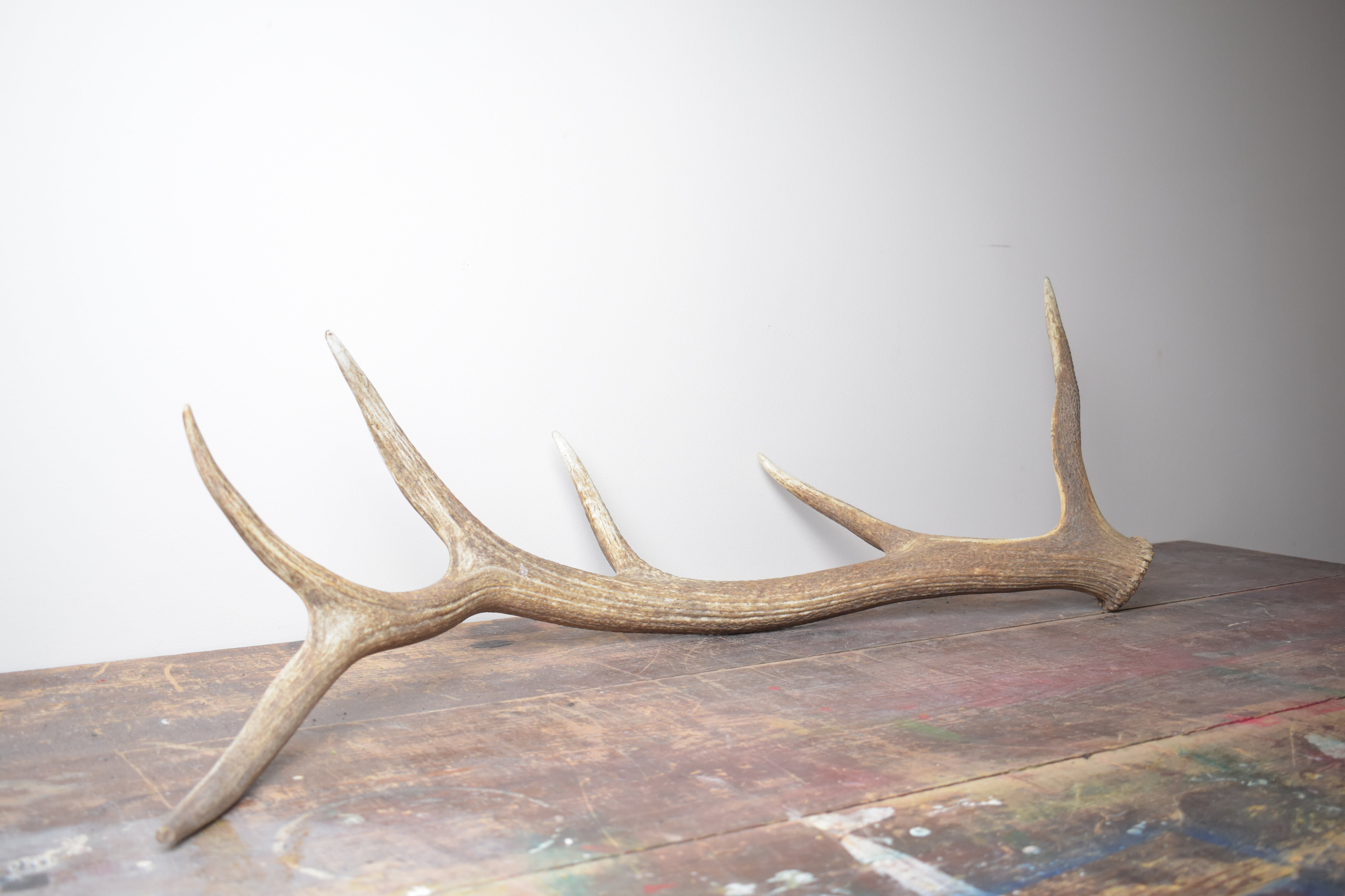 Elk Antler | Large Size | 42