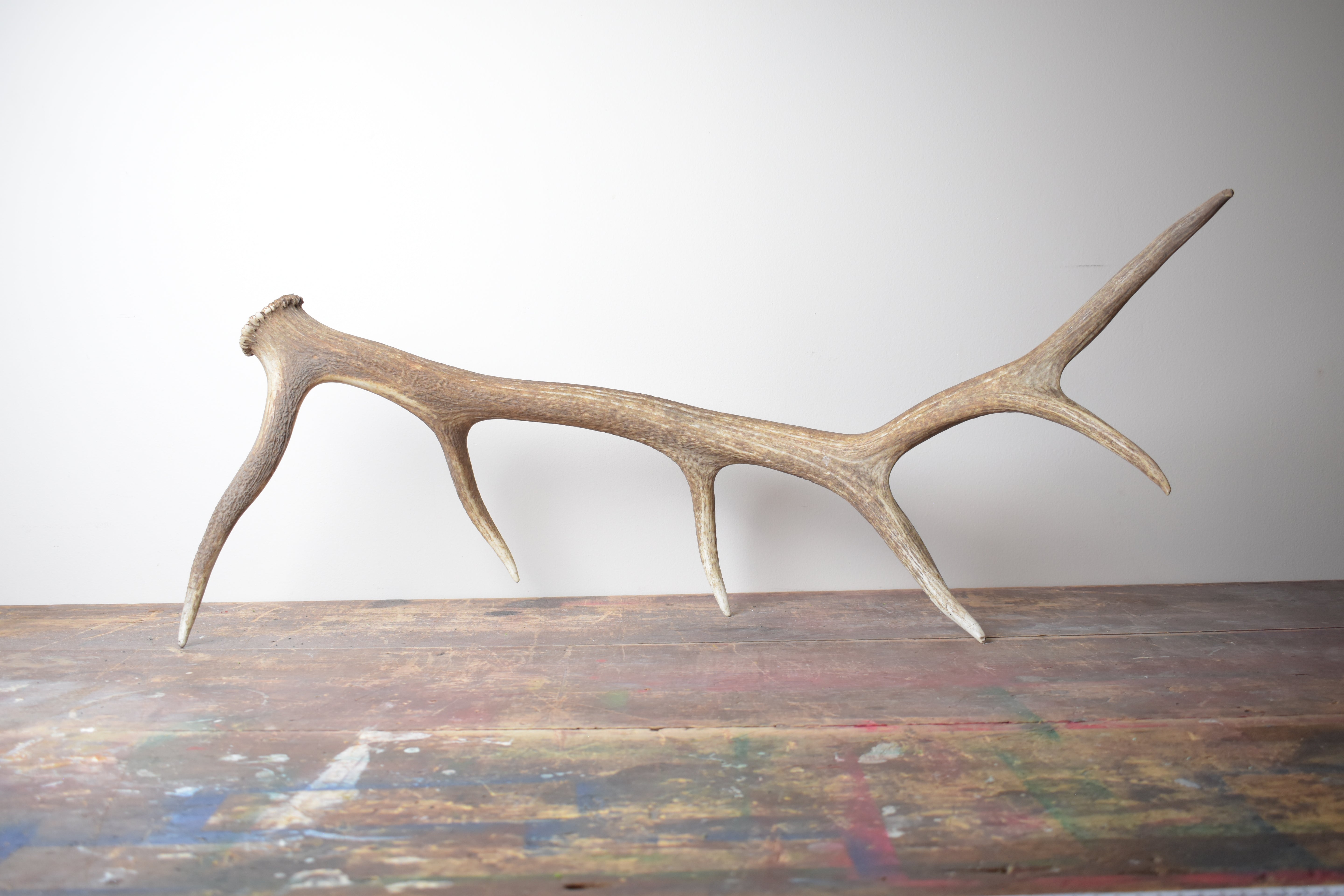 Elk Antler | Large Size | 42