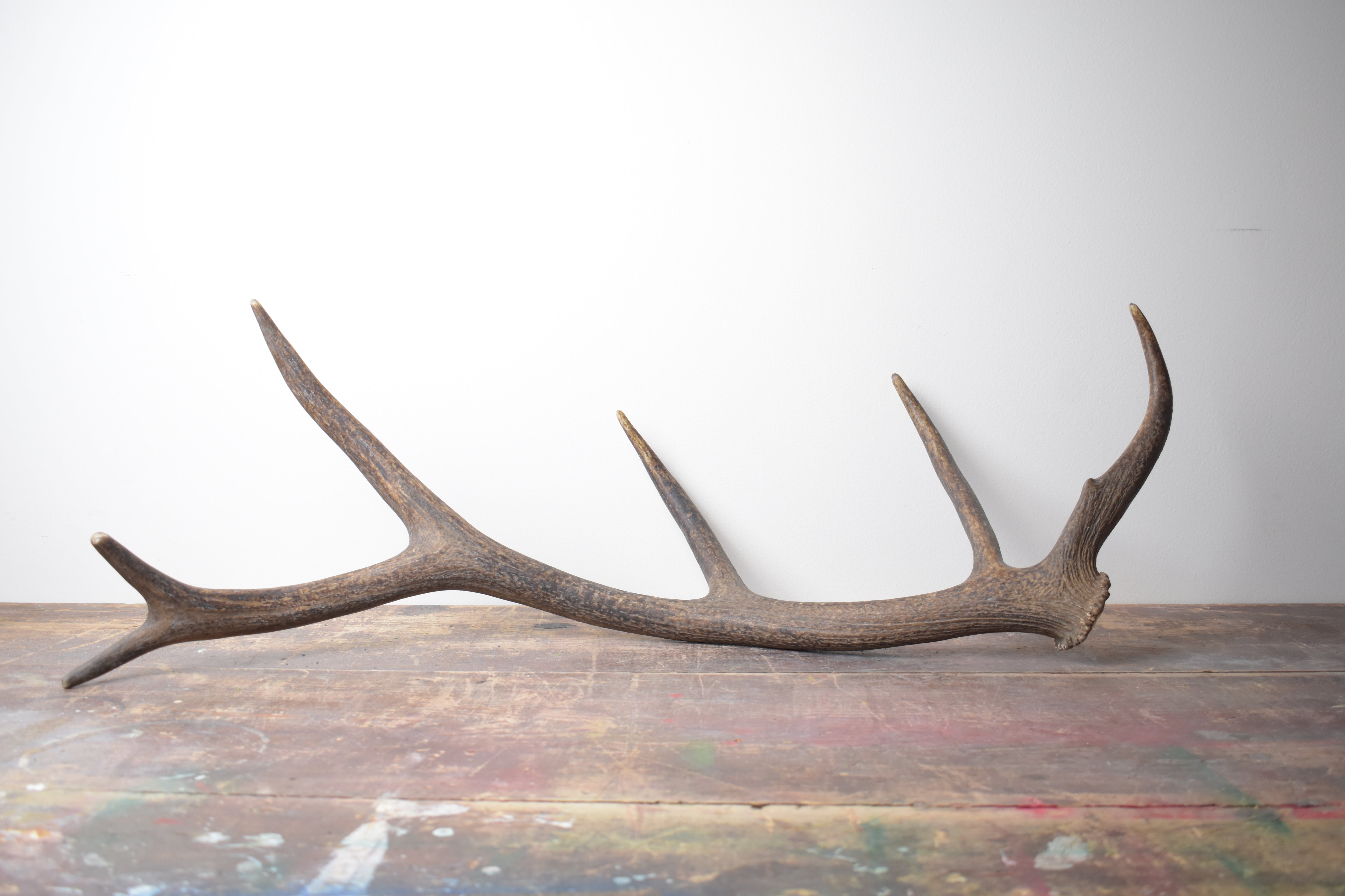 Elk Antler | 45