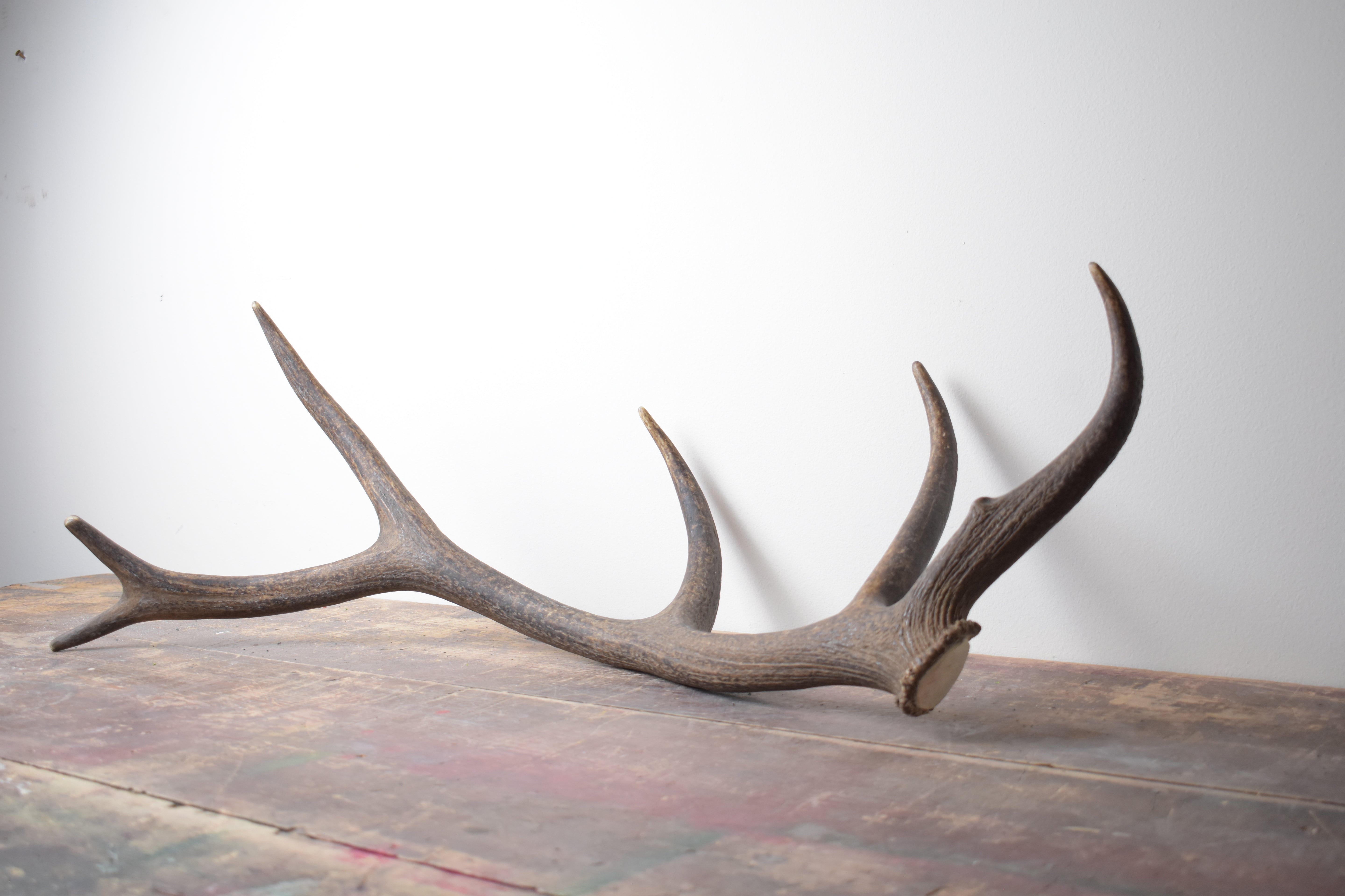 Elk Antler | Medium Size | 45