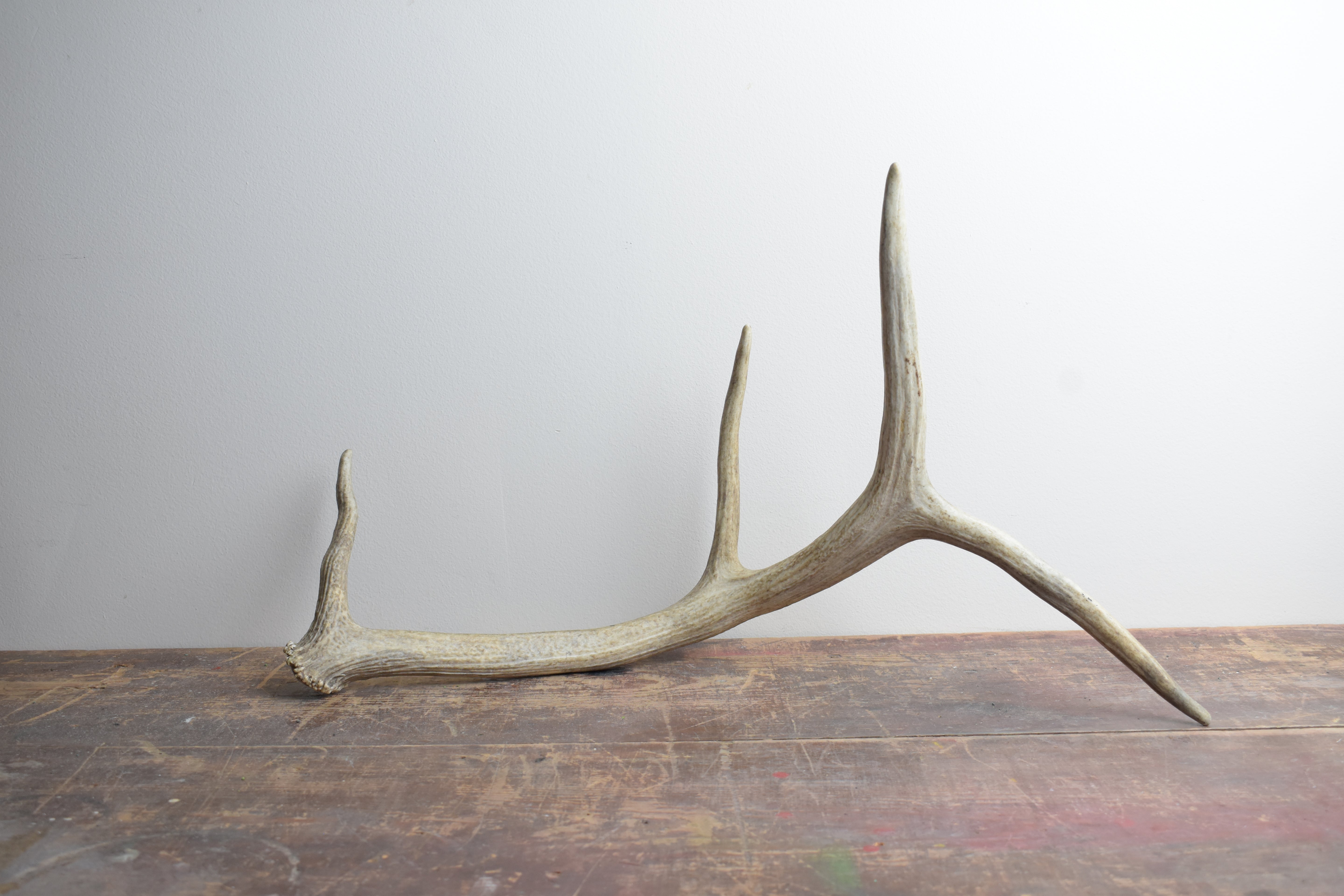 Elk Antler | 46