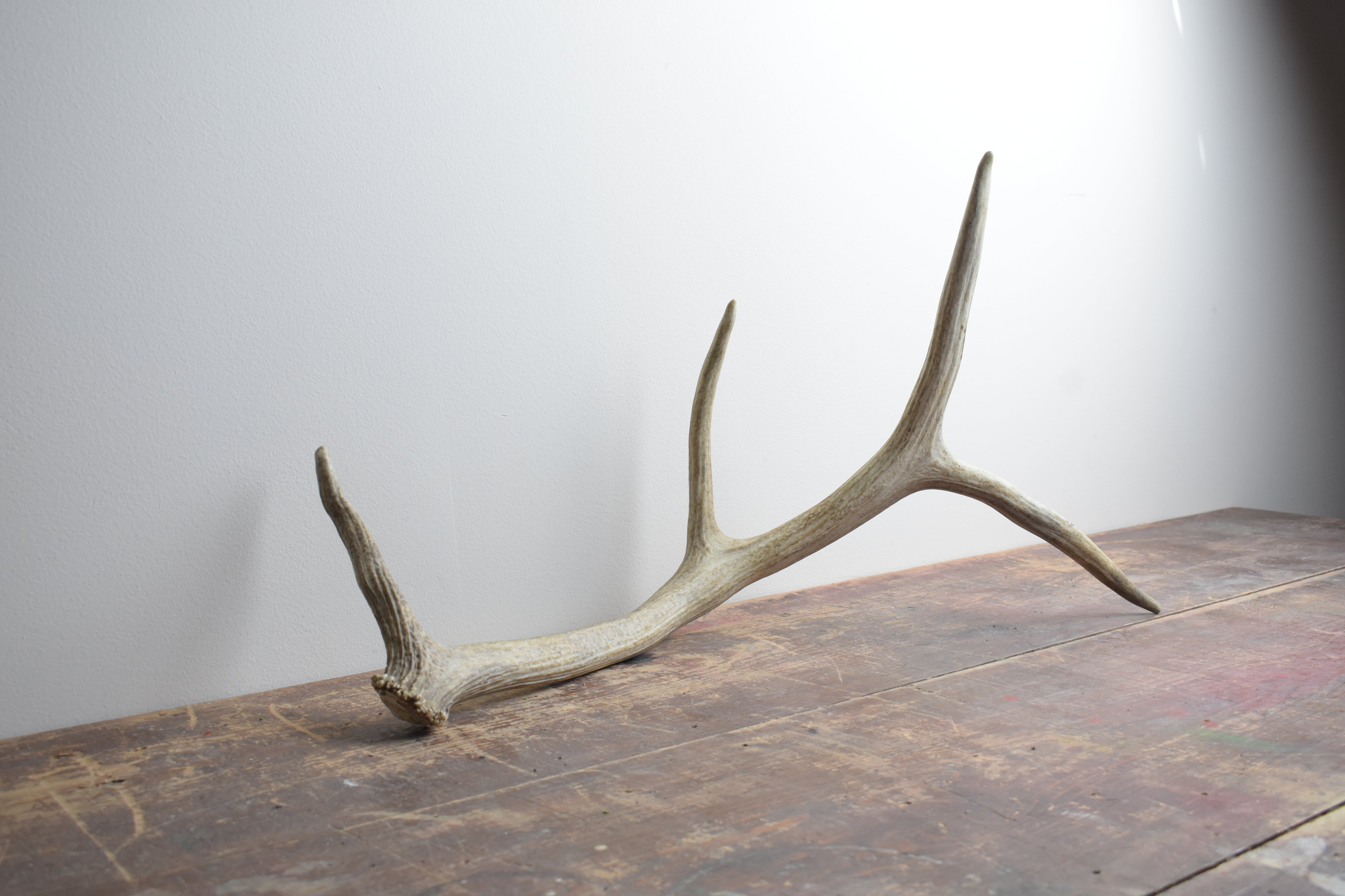 Elk Antler | Medium Size | 46