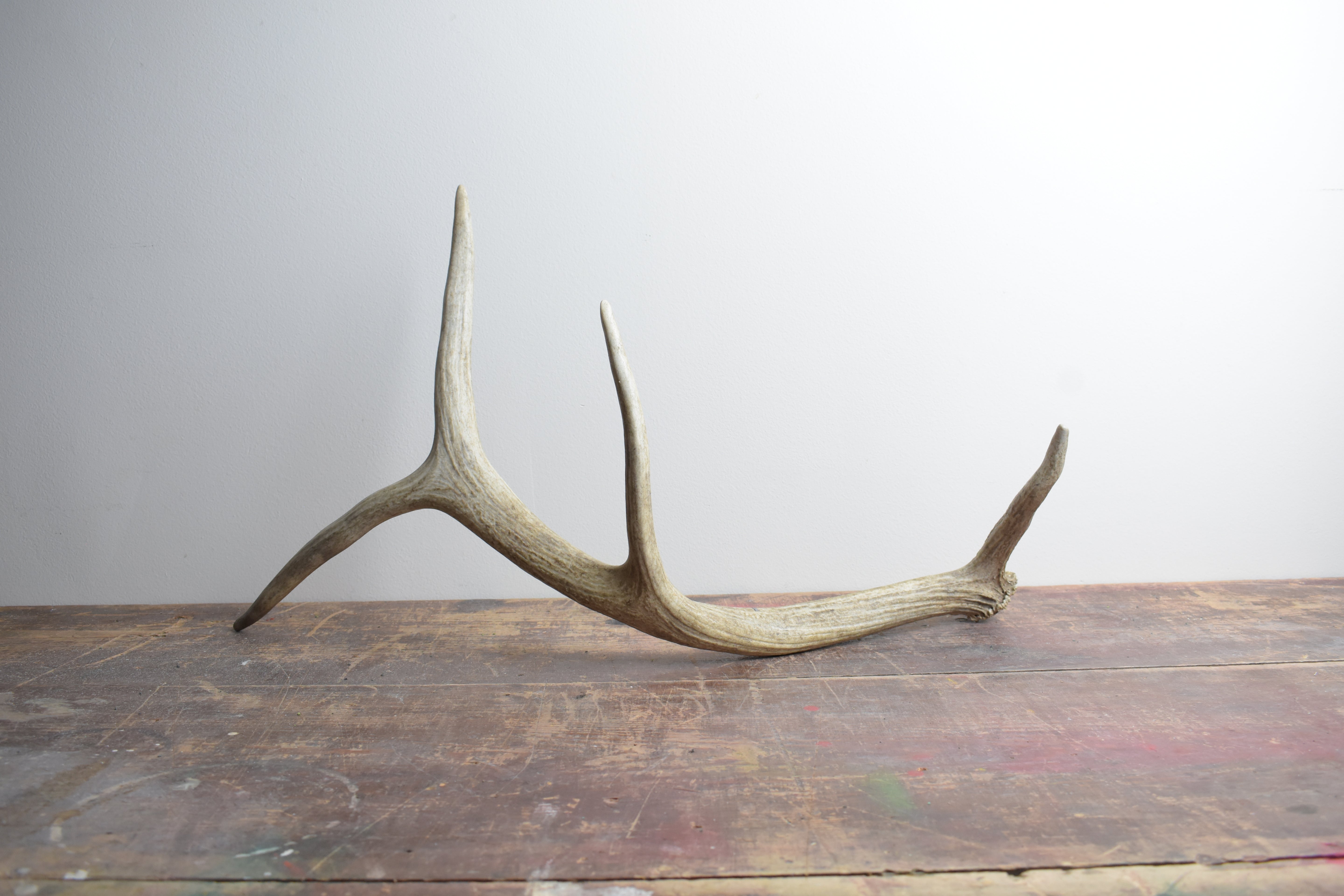 Elk Antler | Medium Size | 46