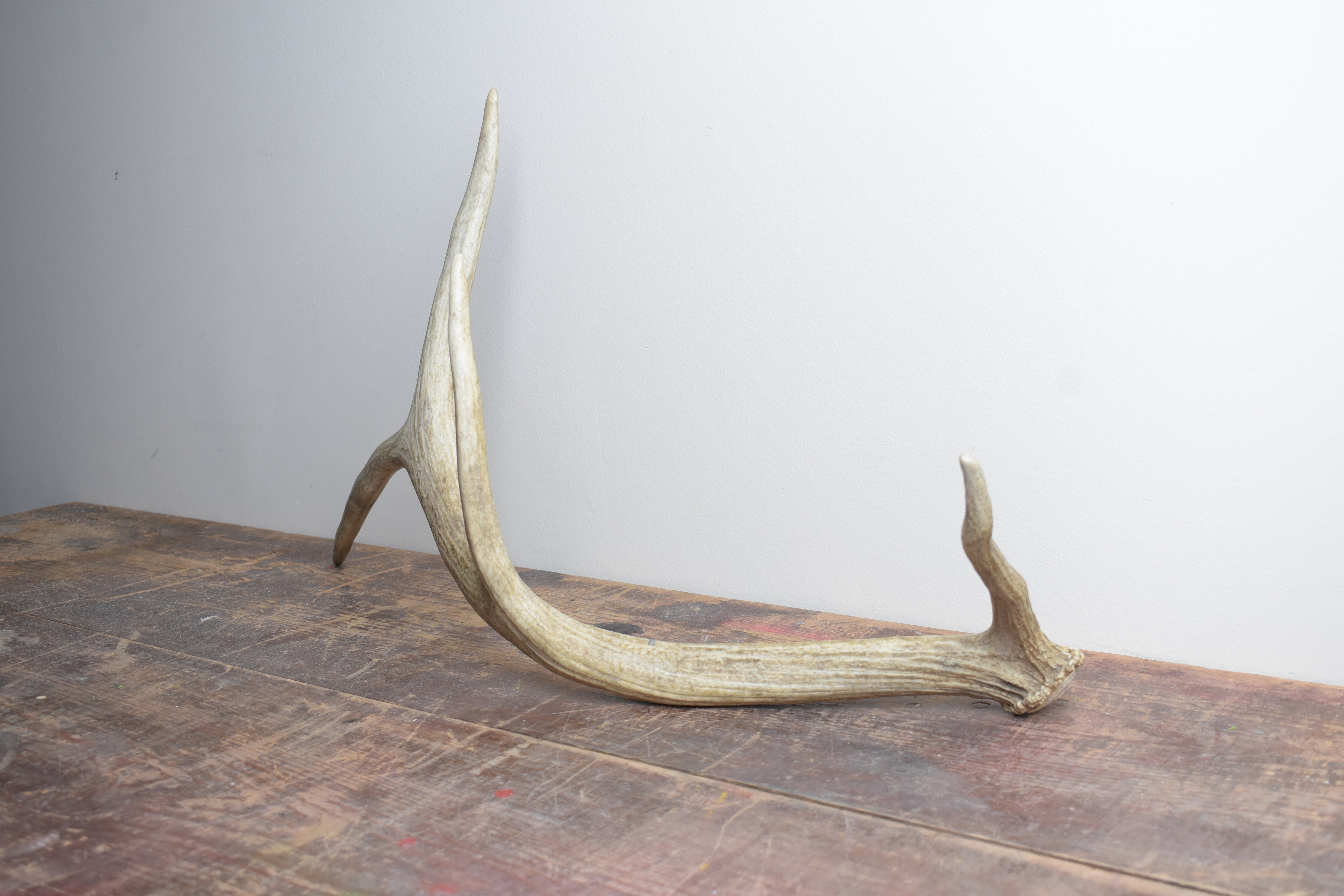 Elk Antler | Medium Size | 46