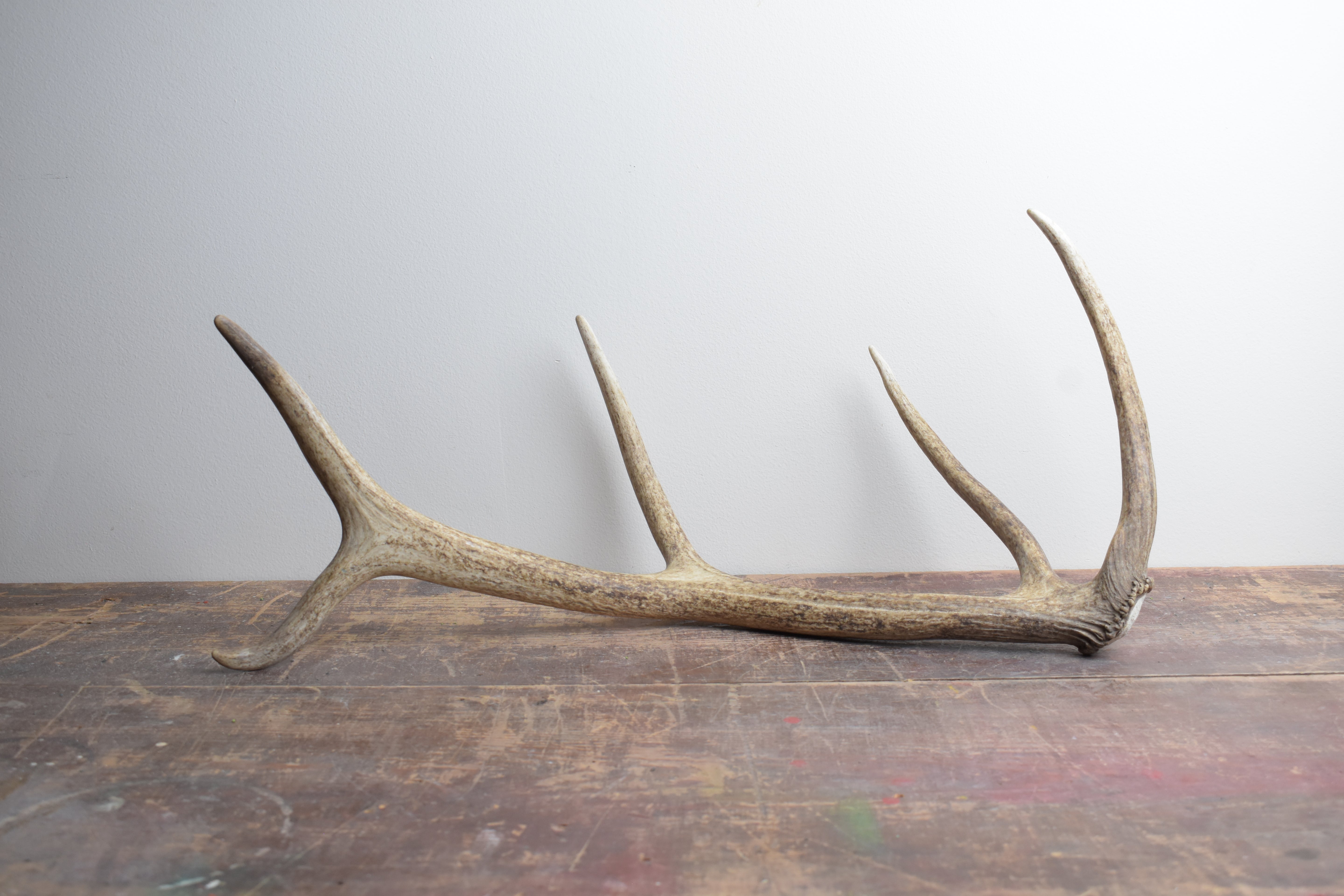 Elk Antler | 47