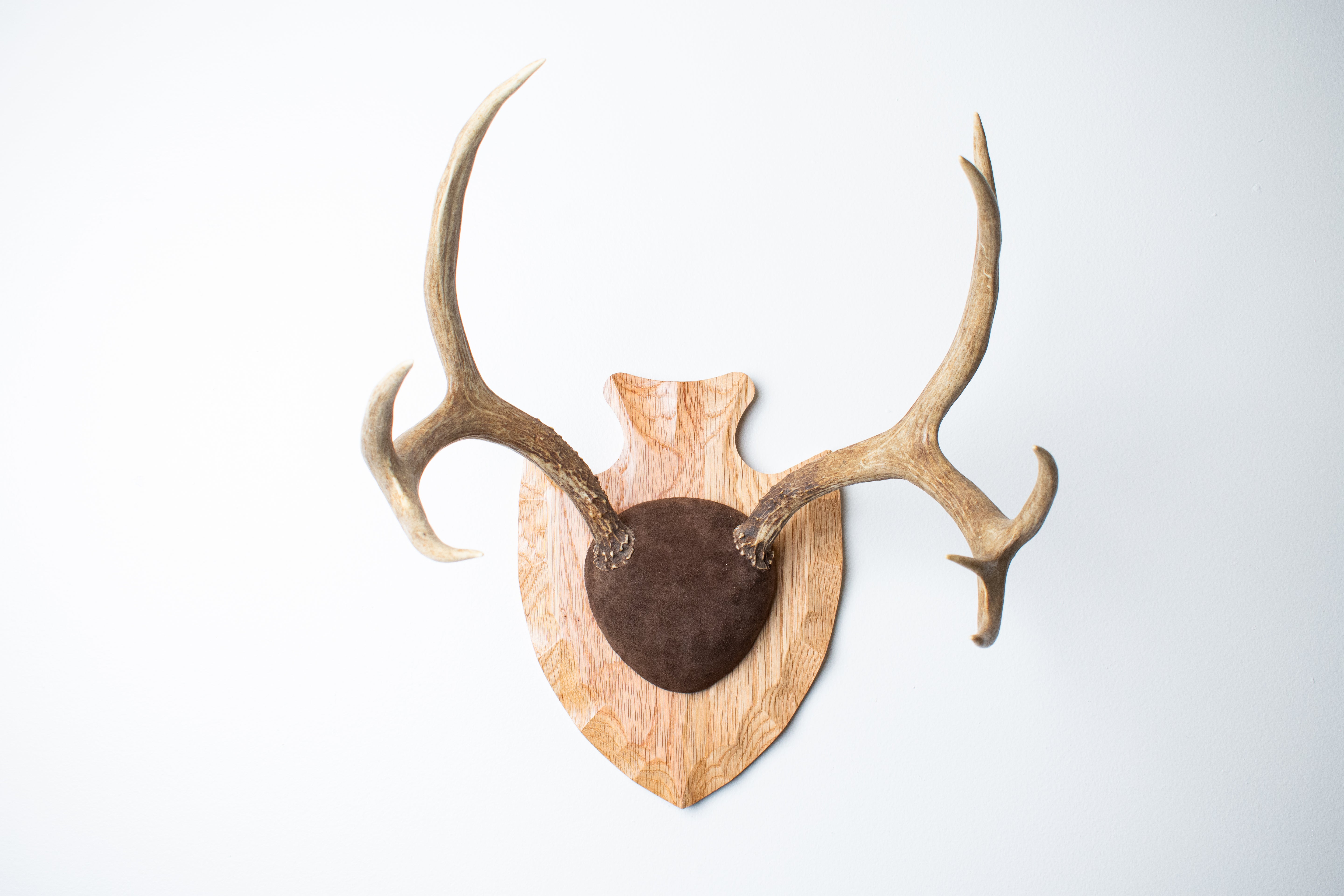 Mule Deer Antler Mount | Chocolate | 13