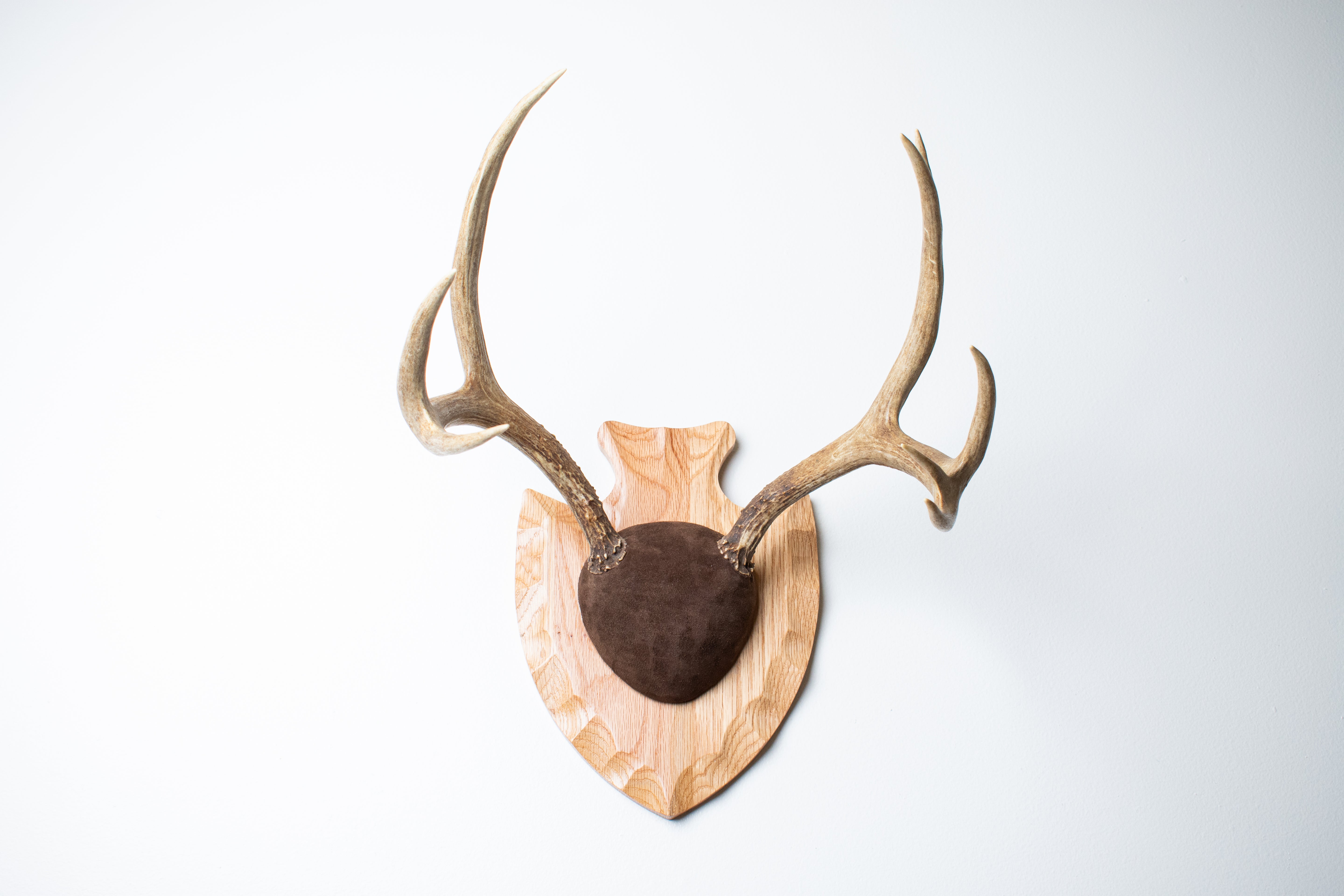 Mule Deer Antler Mount | Chocolate | 13