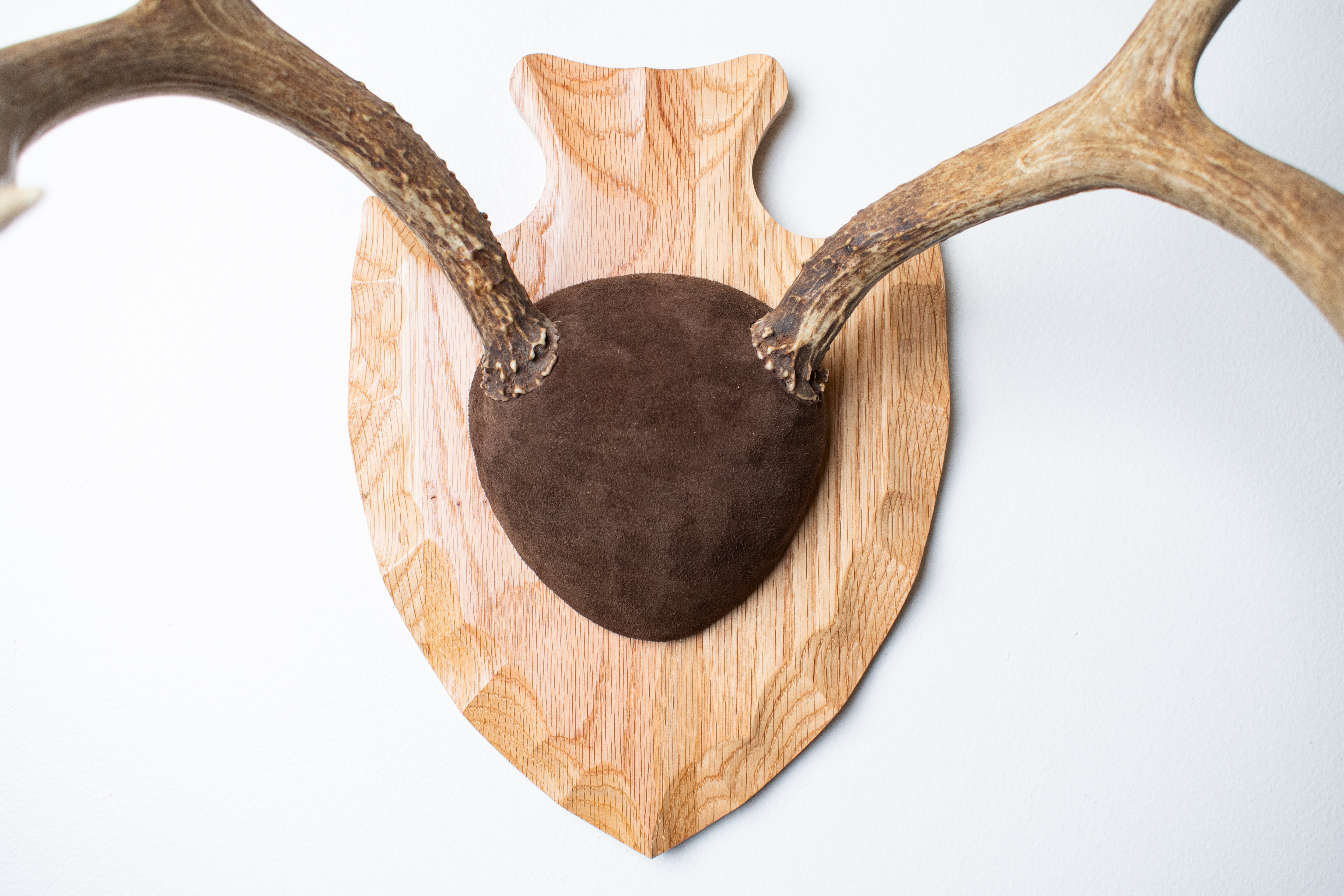 Mule Deer Antler Mount | Chocolate | 13