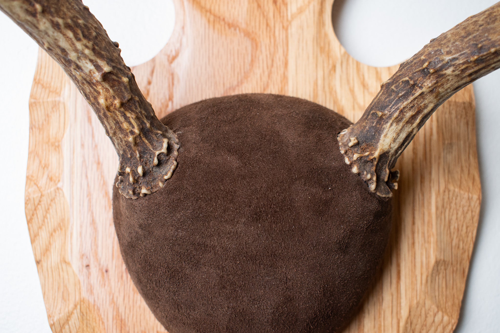 Mule Deer Antler Mount | Chocolate | 13