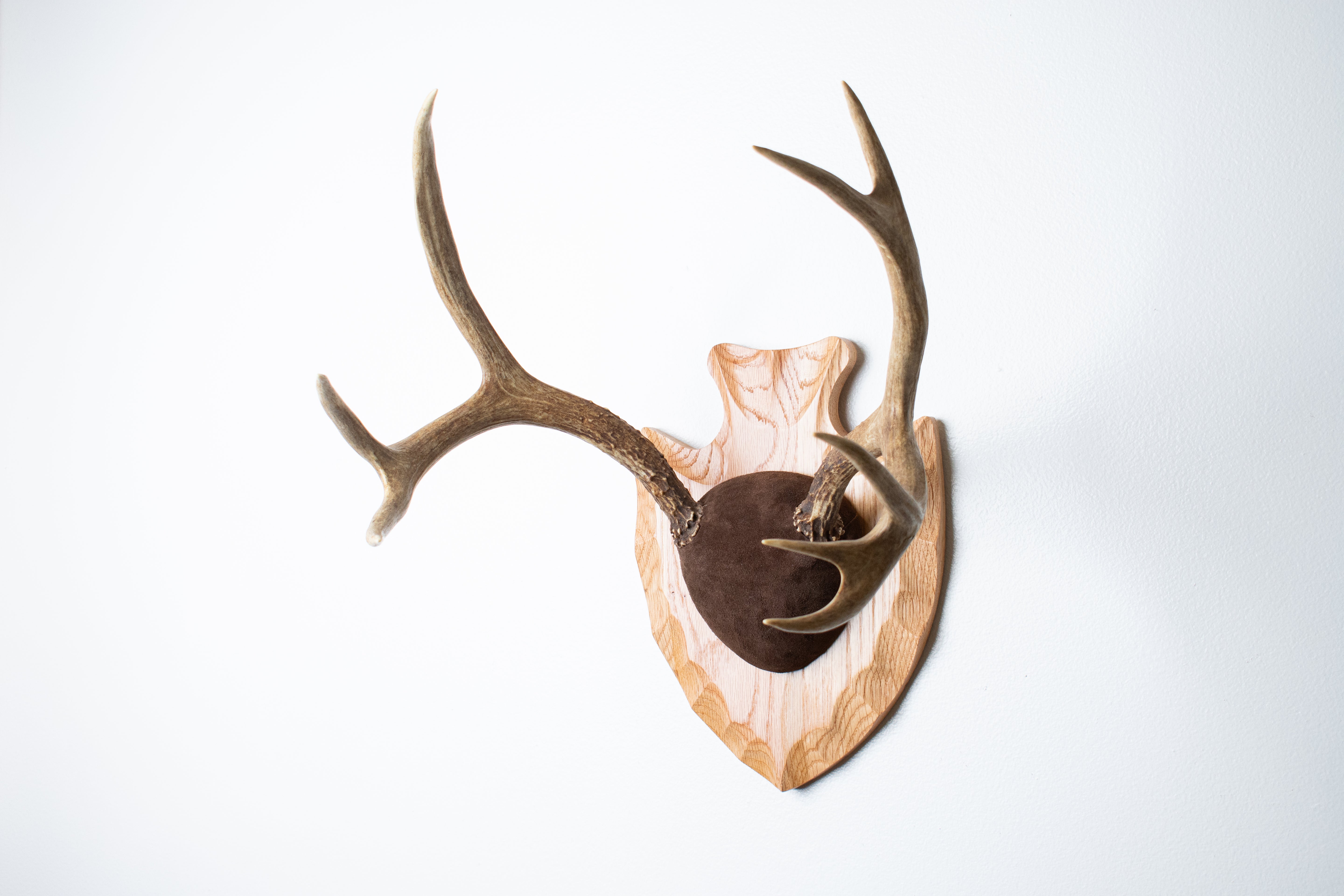 Mule Deer Antler Mount | Chocolate | 13
