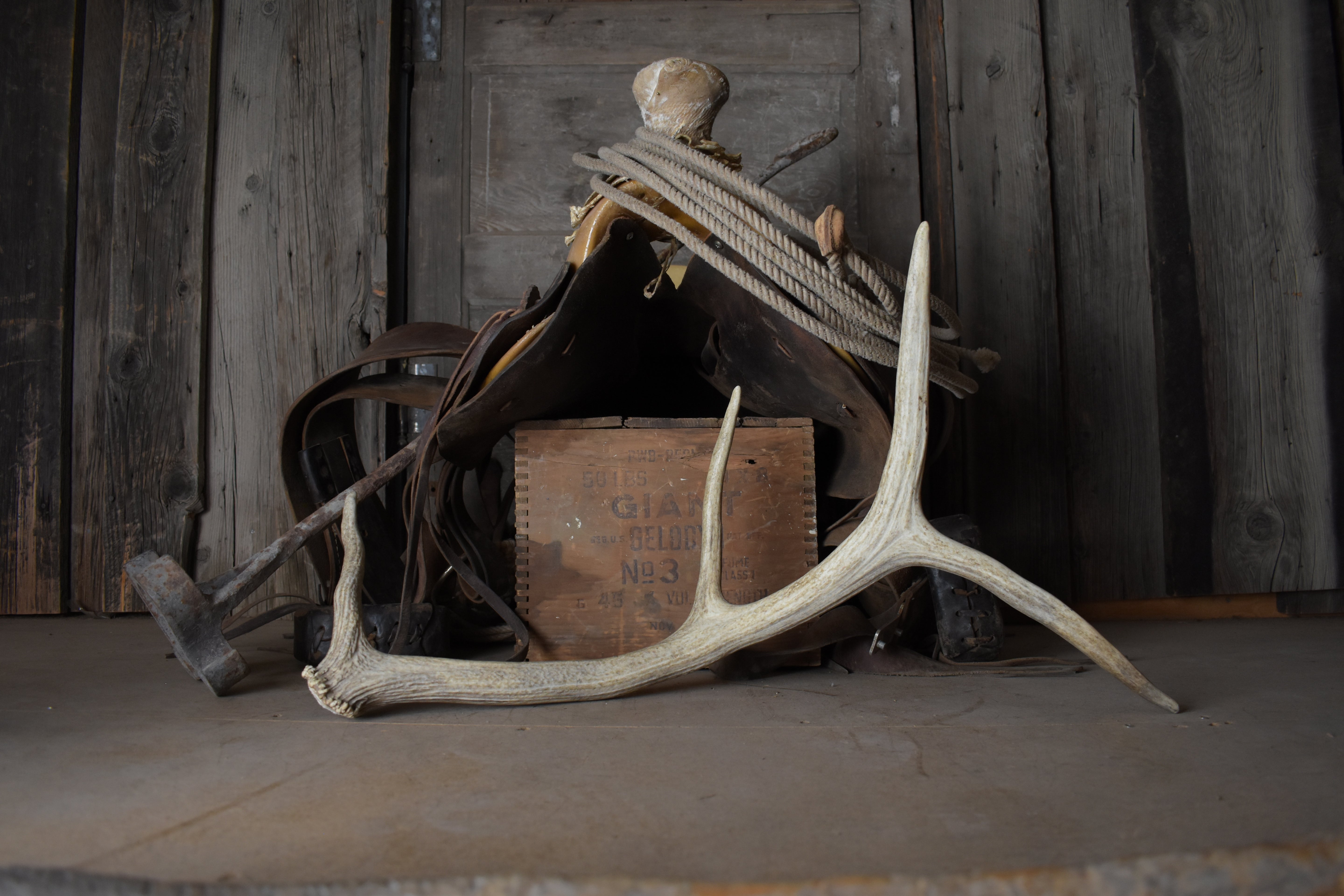 Elk Antler | 46