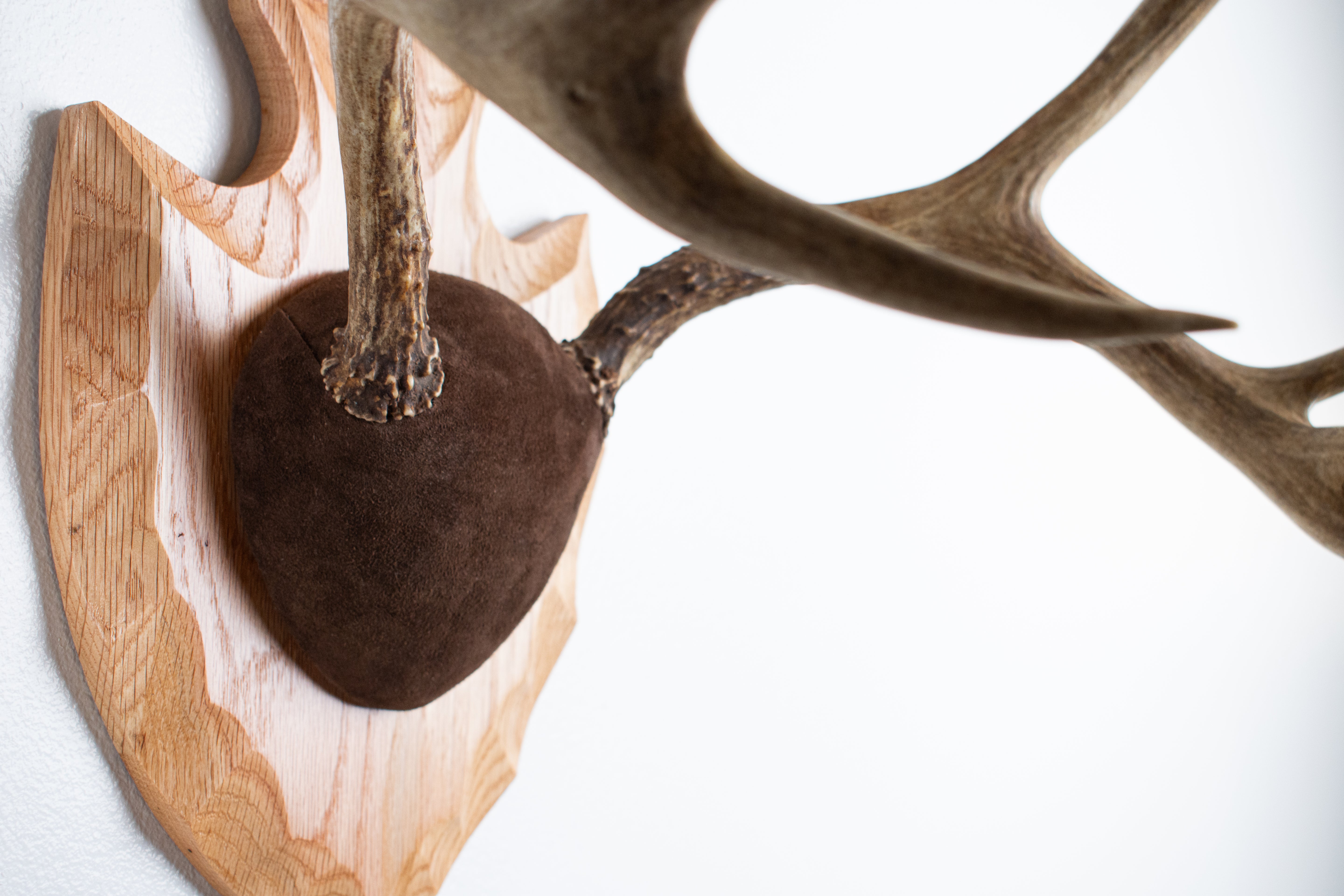 Mule Deer Antler Mount | Chocolate | 13