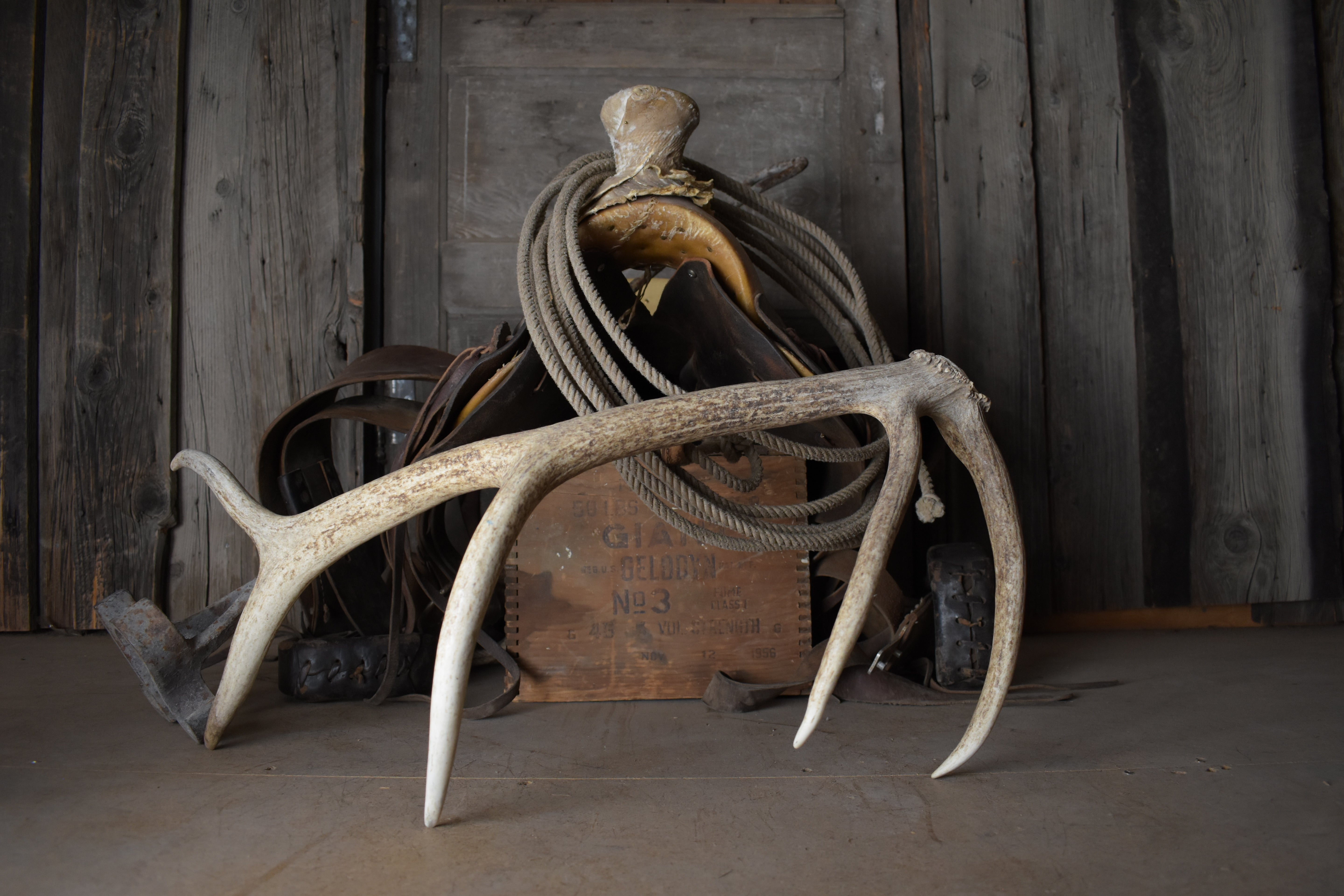 Elk Antler | 47