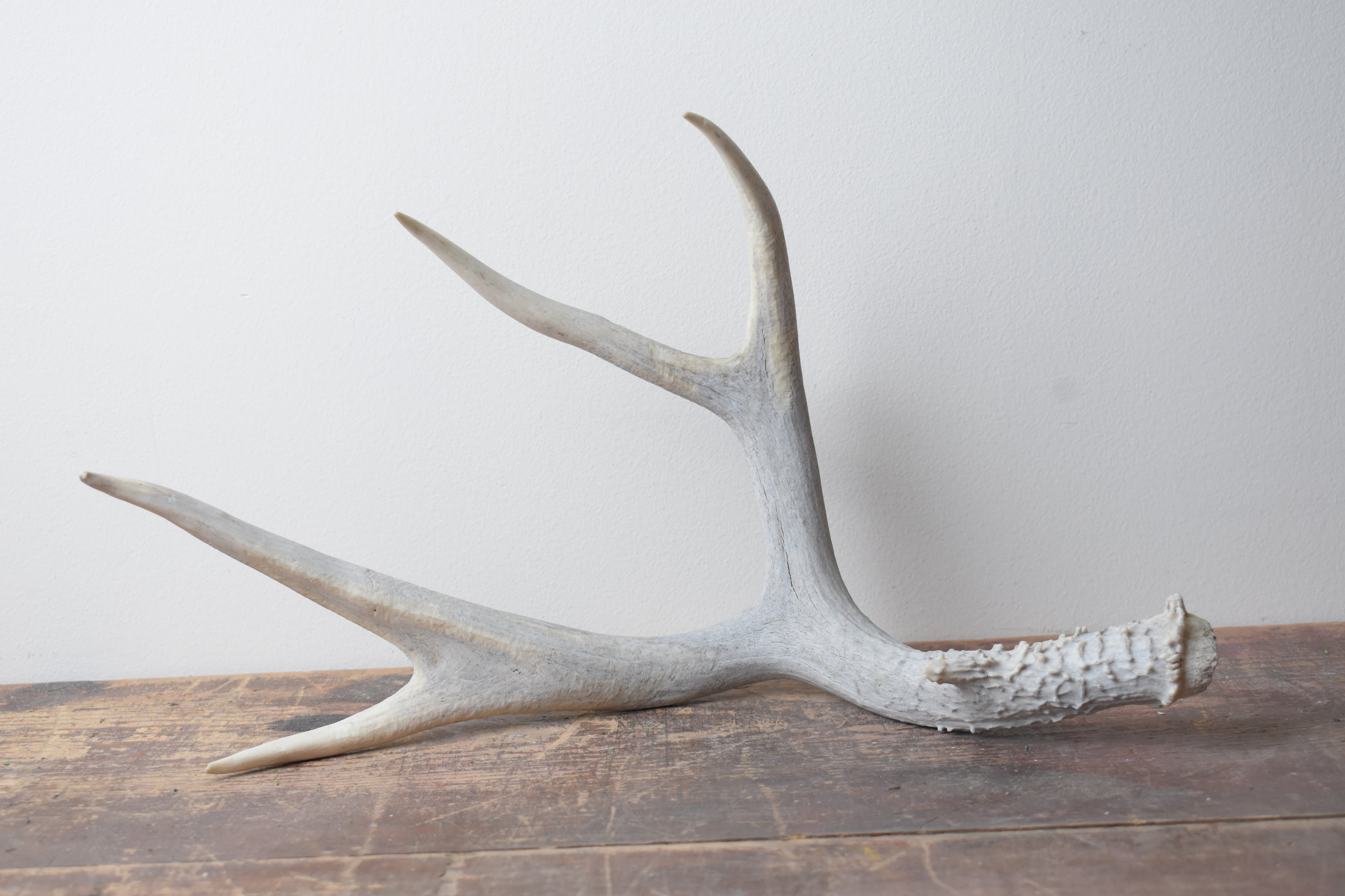 Mule Deer Antler | 05