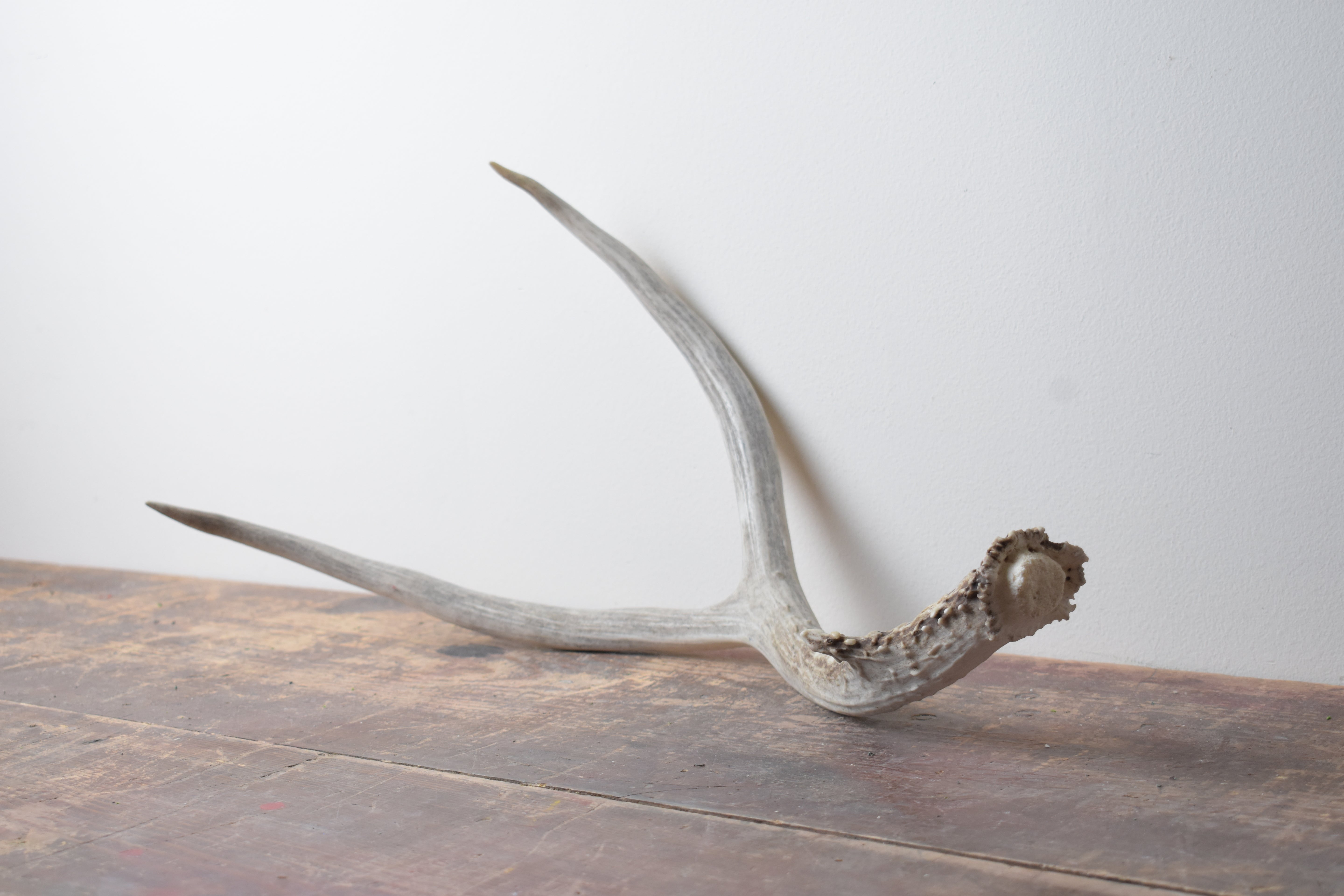 Mule Deer Antler | Medium Size | 01