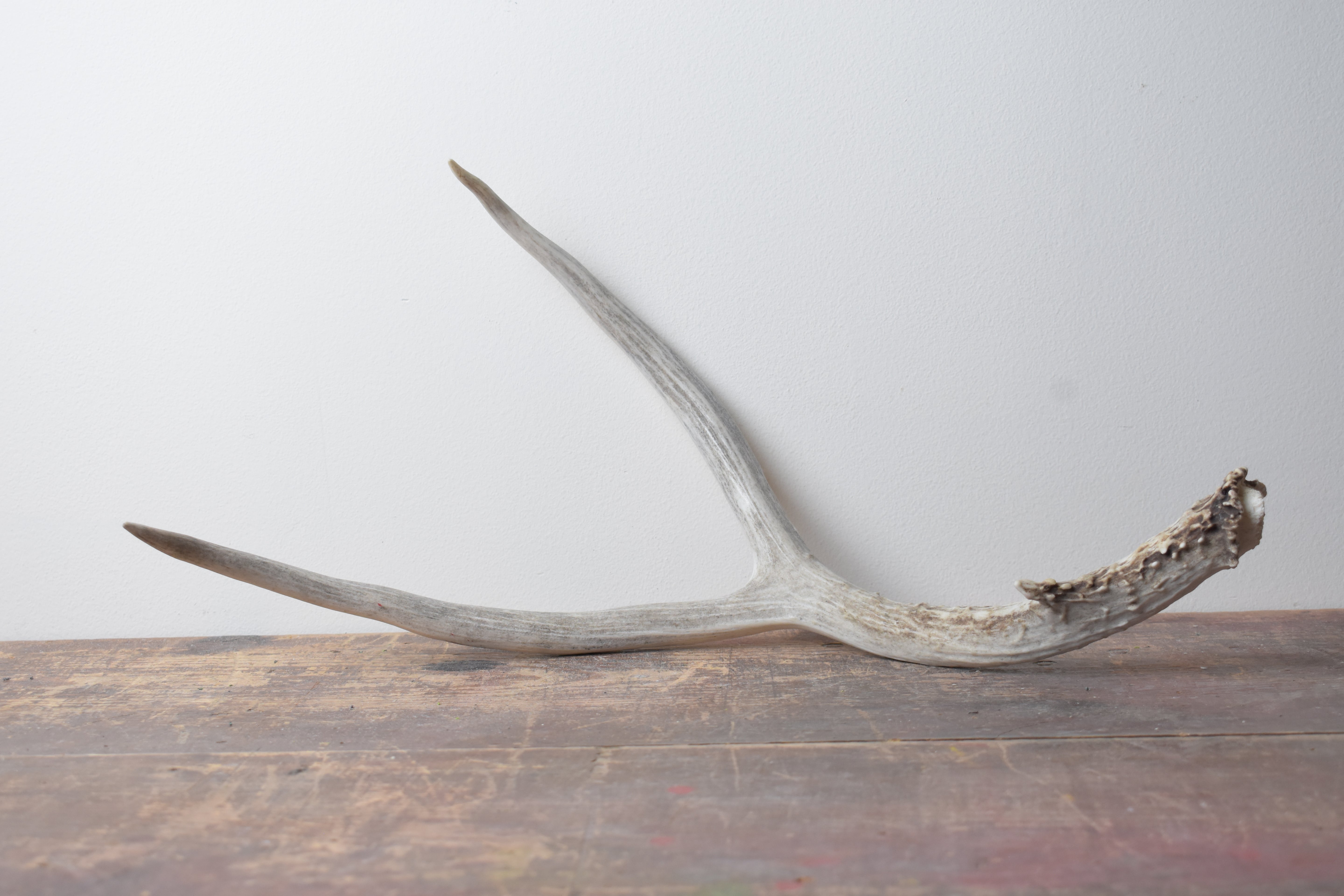 Mule Deer Antler | 01