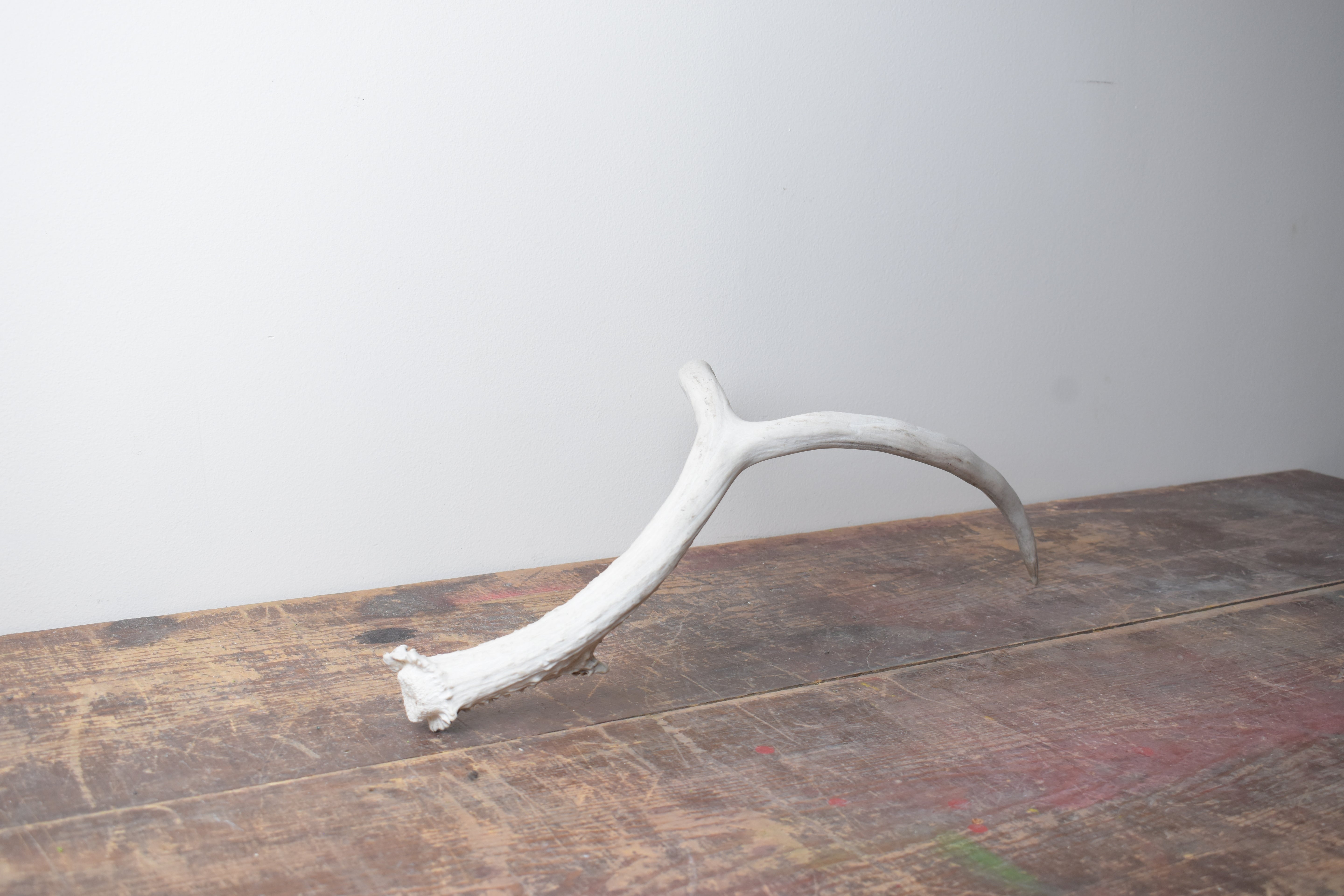 Mule Deer Antler | Medium Size | 01