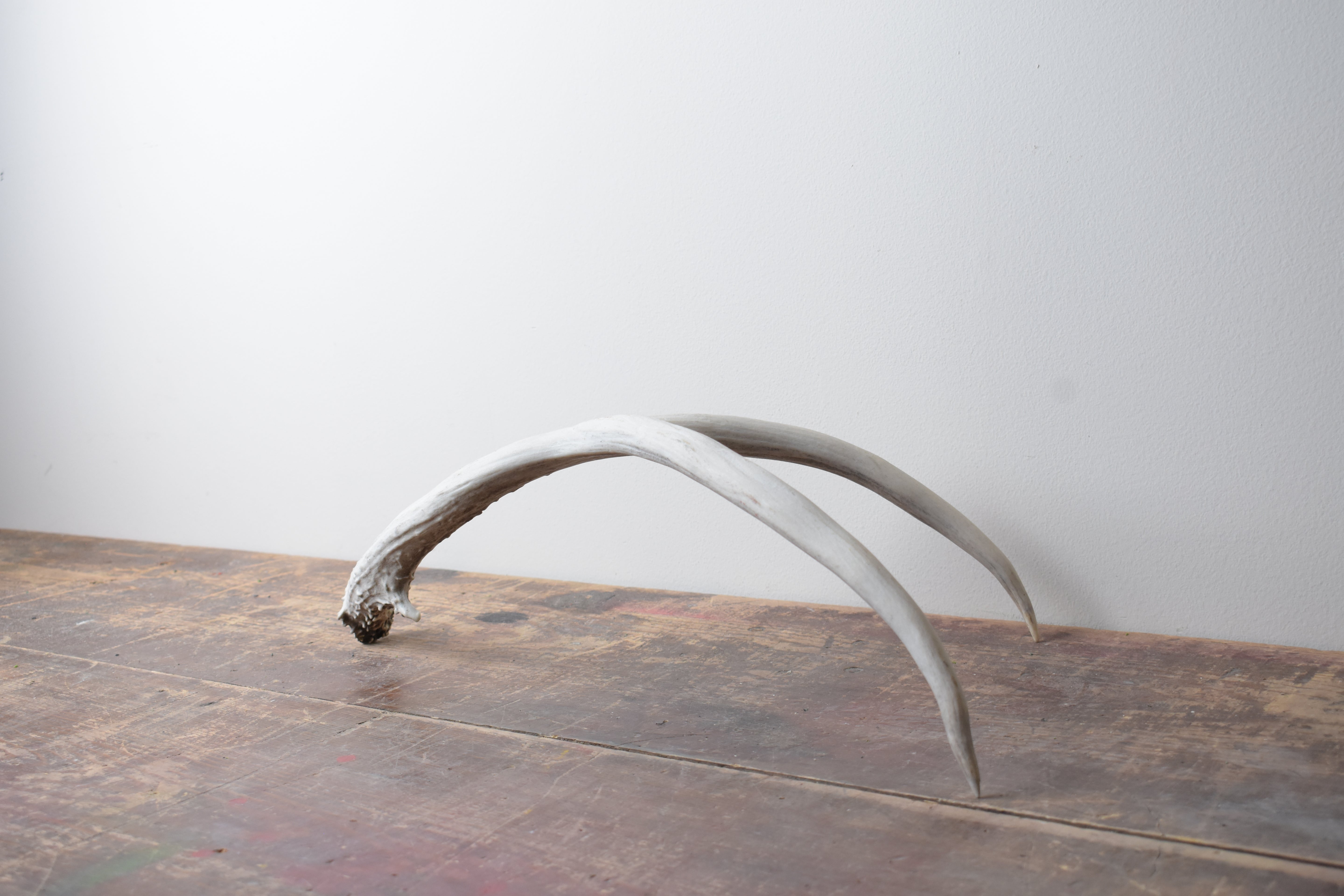 Mule Deer Antler | Medium Size | 01