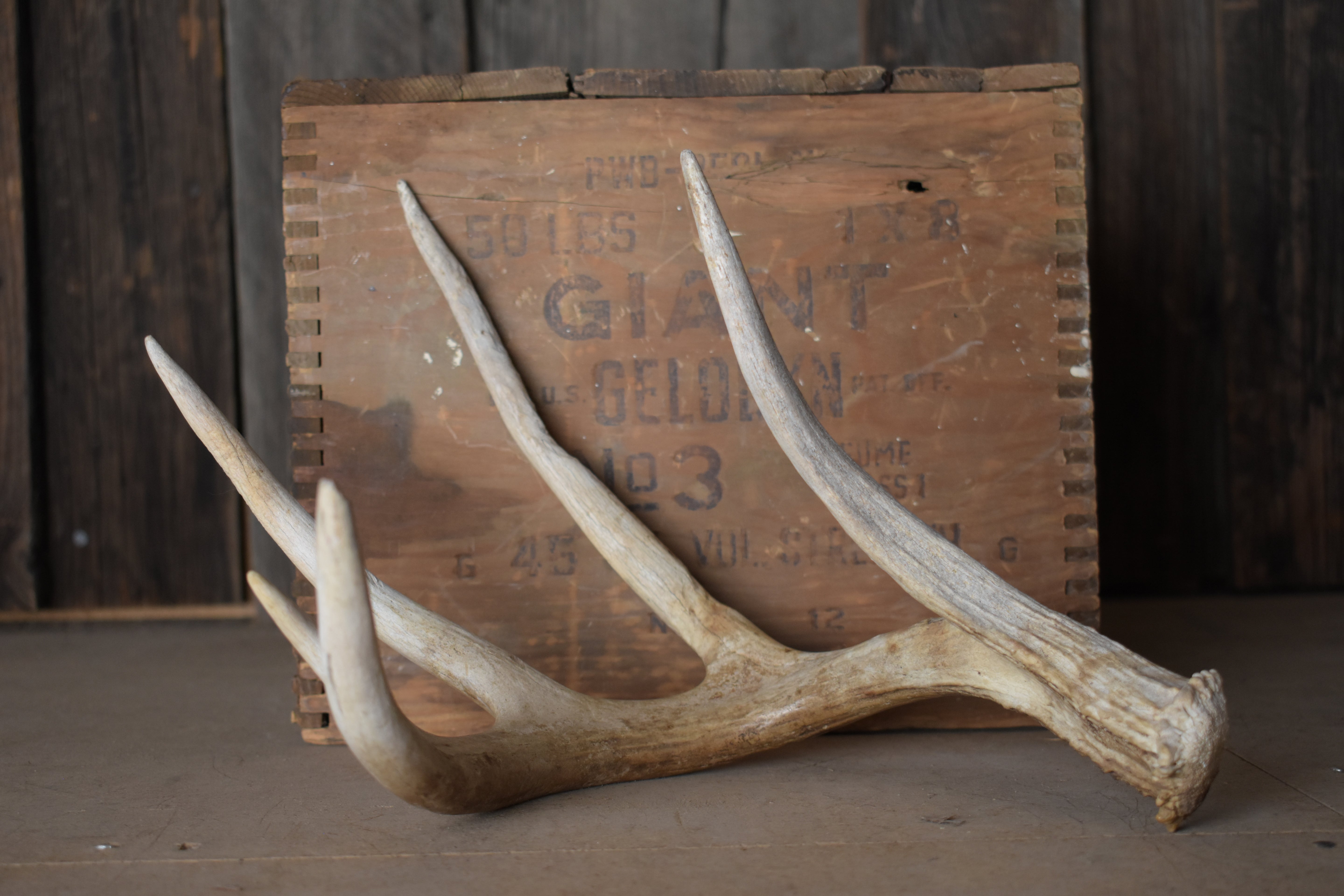 Whitetail Deer Antler | 02