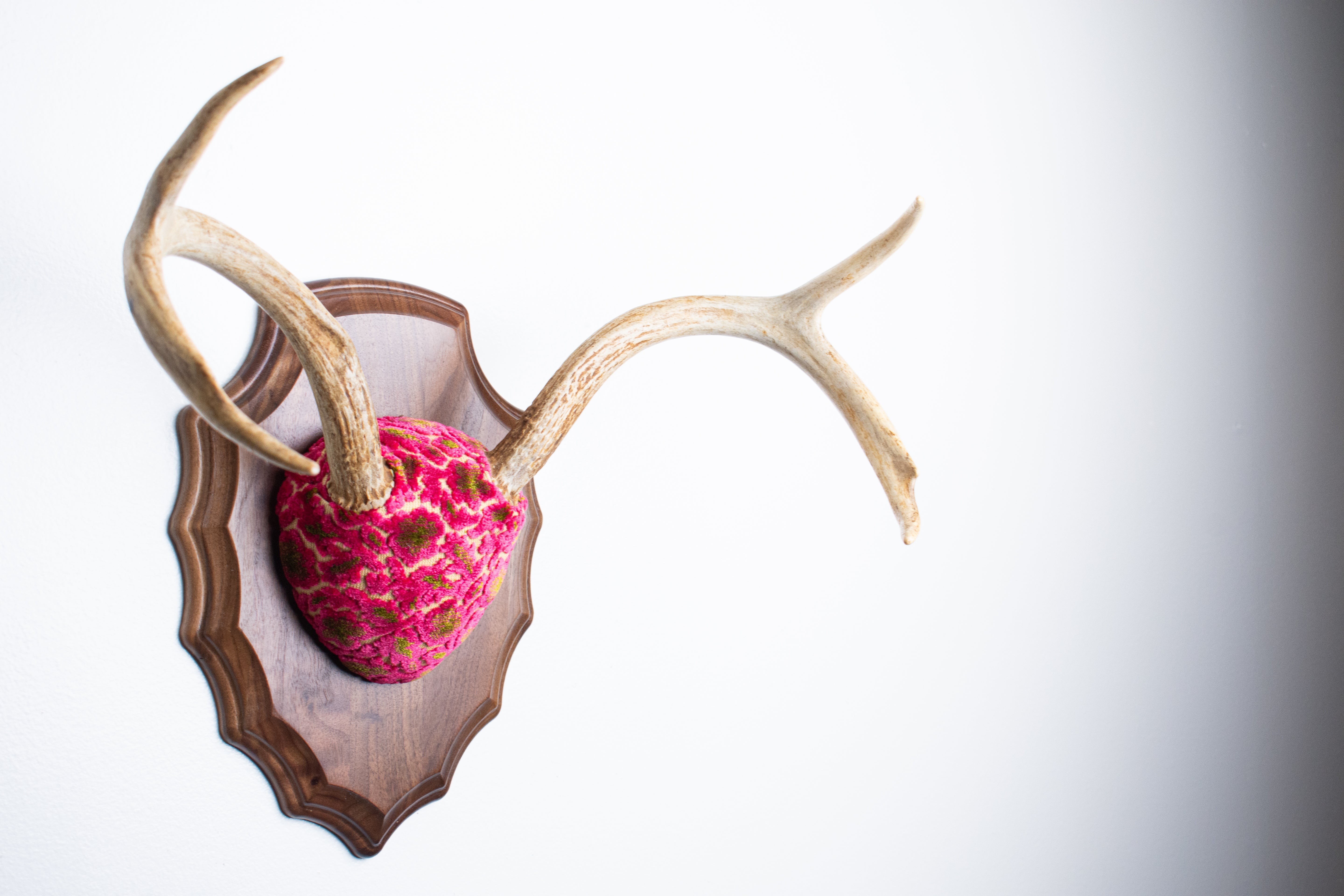 Whitetail Deer Antler Mount | Magenta & Olive | 09