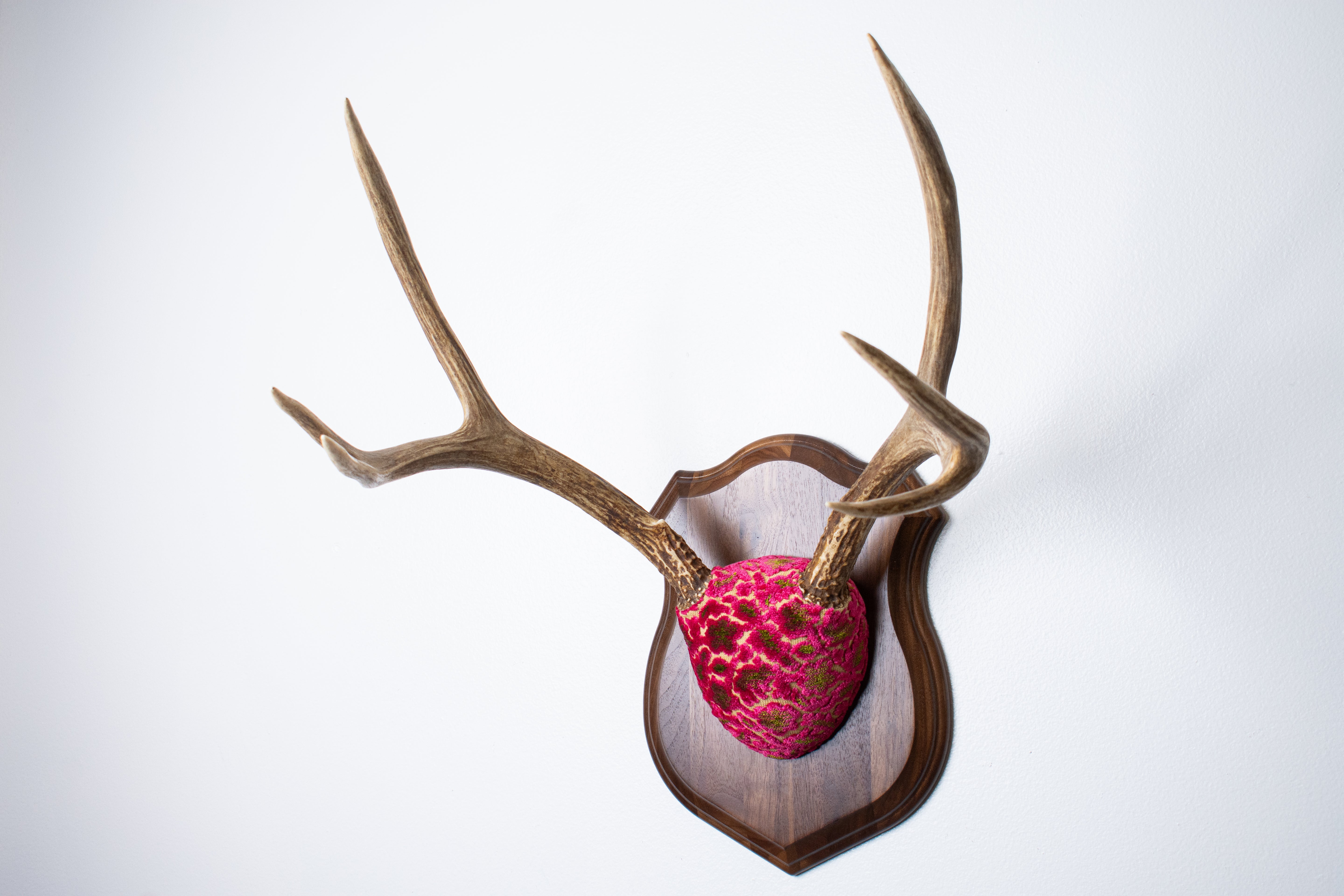 Mule Deer Antler Mount | Magenta & Olive | 10
