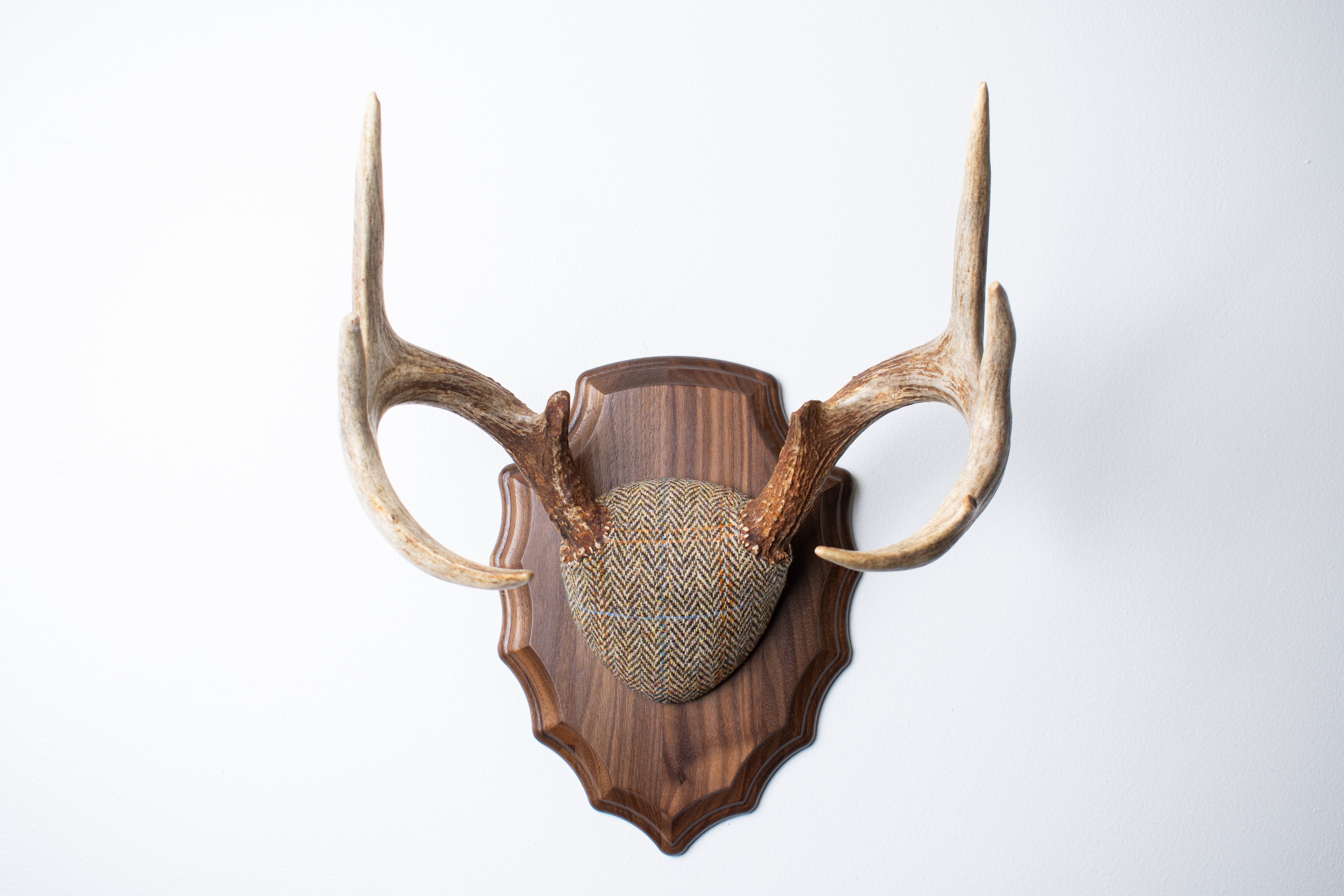 Whitetail Antler Mount | Brown Herringbone | 20