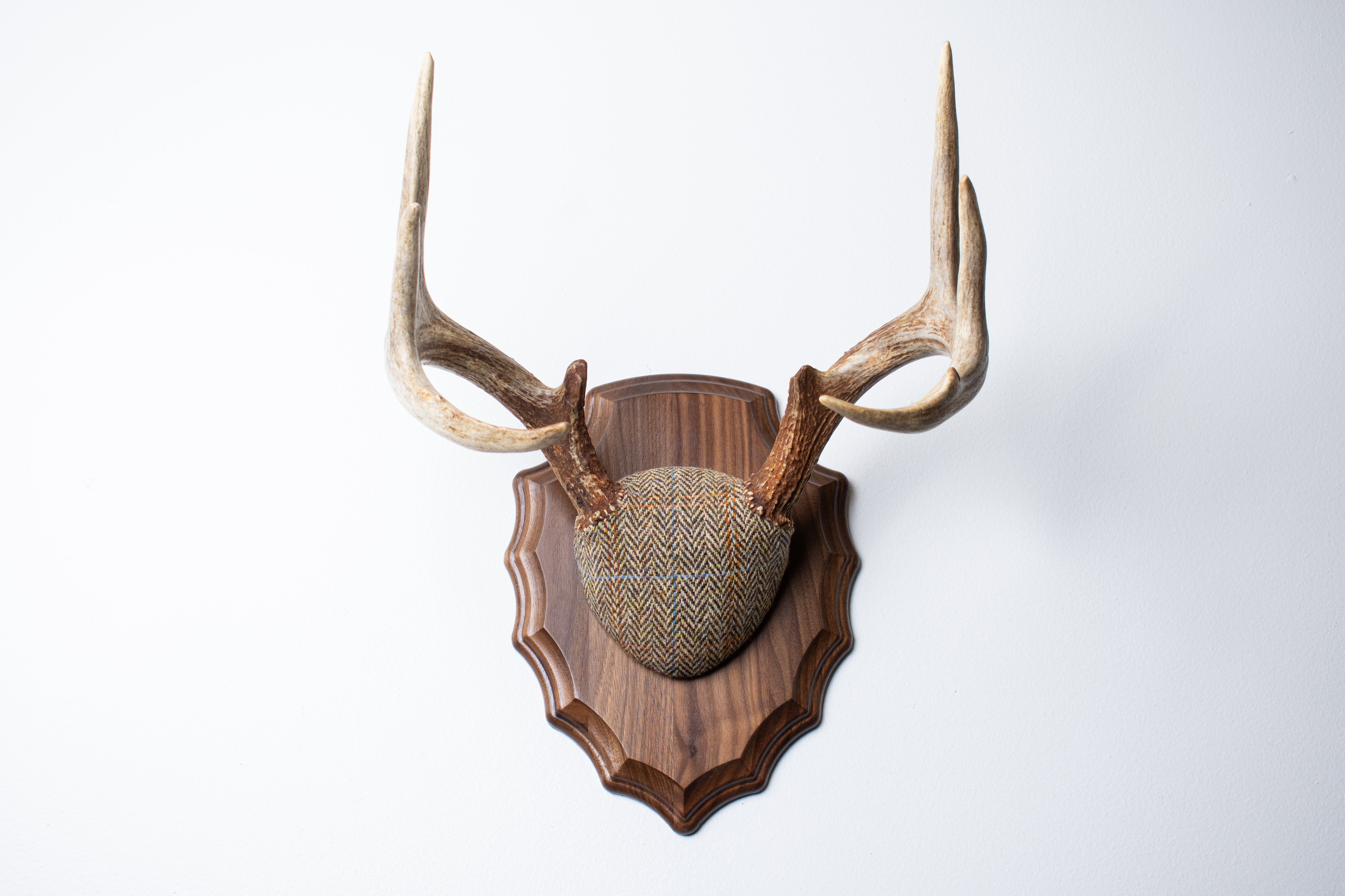 Whitetail Antler Mount | Brown Herringbone | 20