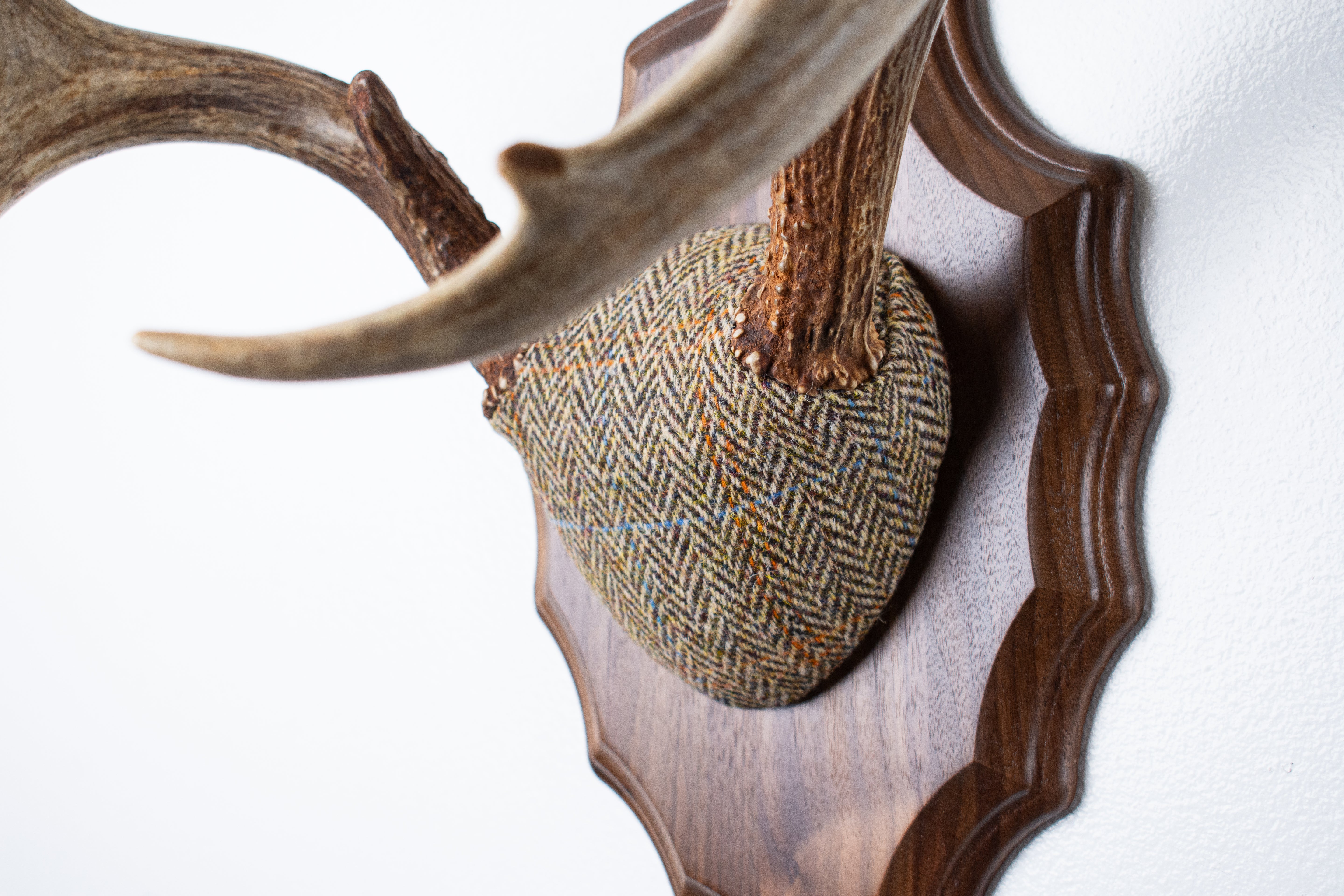 Whitetail Antler Mount | Brown Herringbone | 20