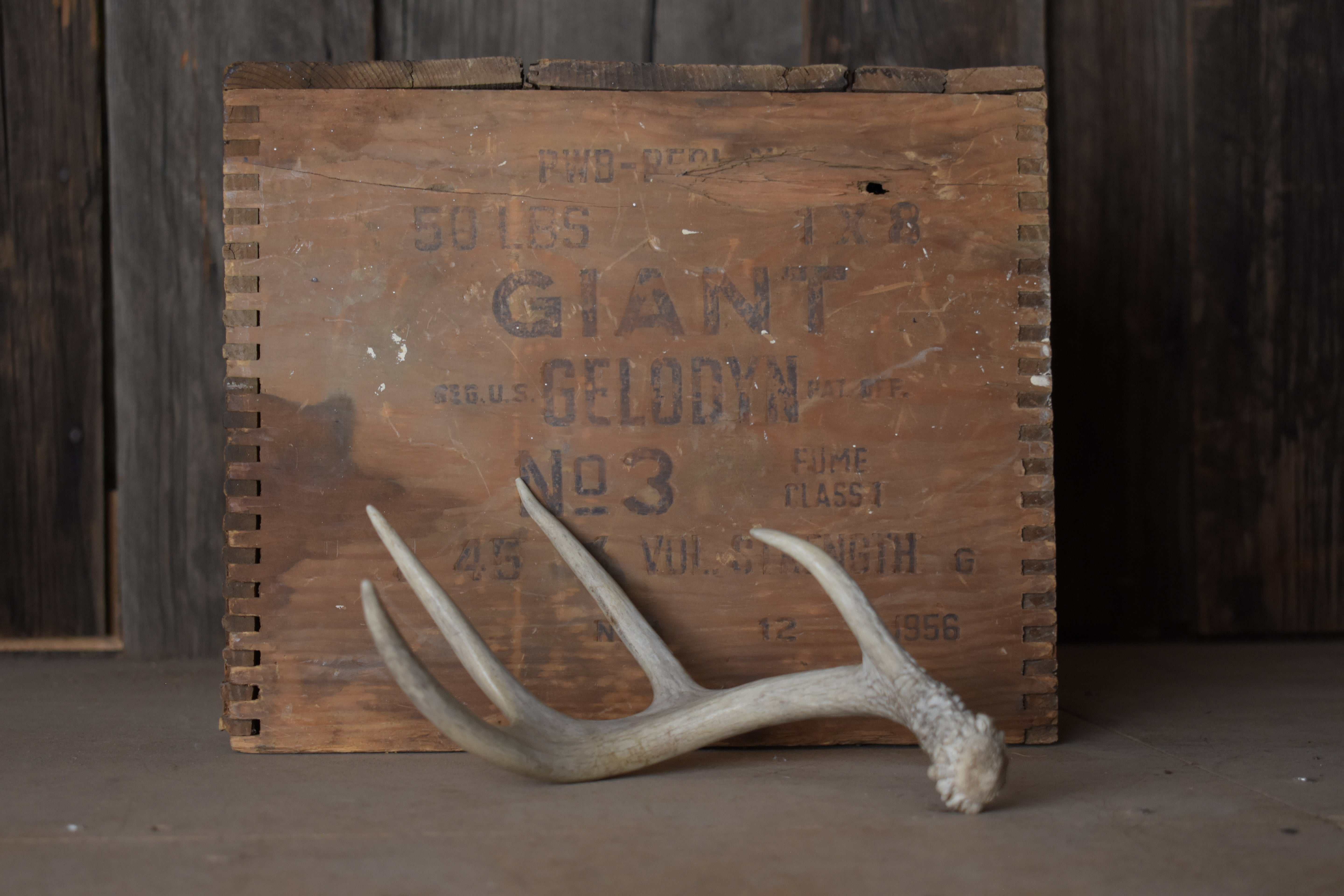 Whitetail Deer Antler | 01