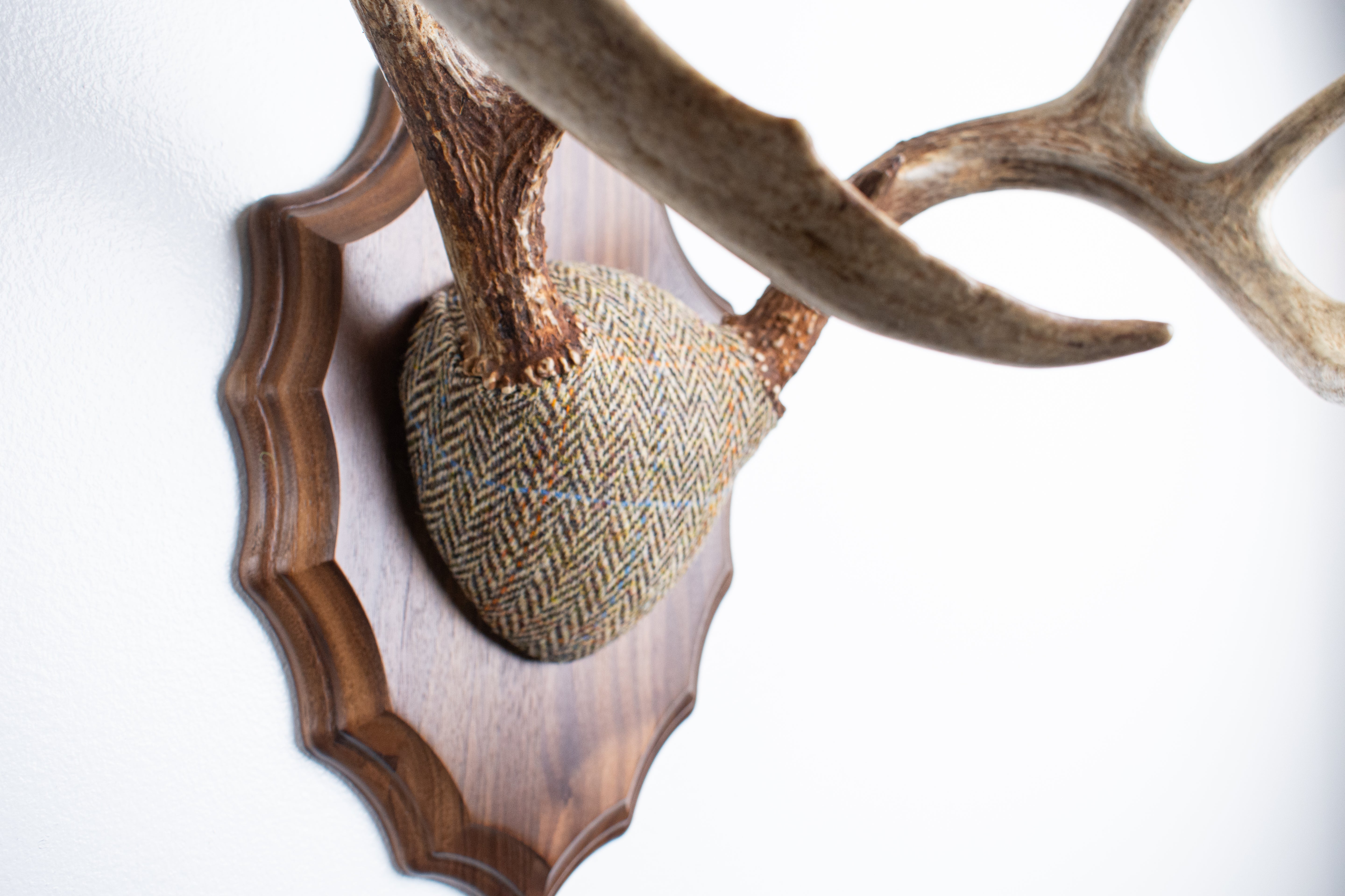 Whitetail Antler Mount | Brown Herringbone | 20