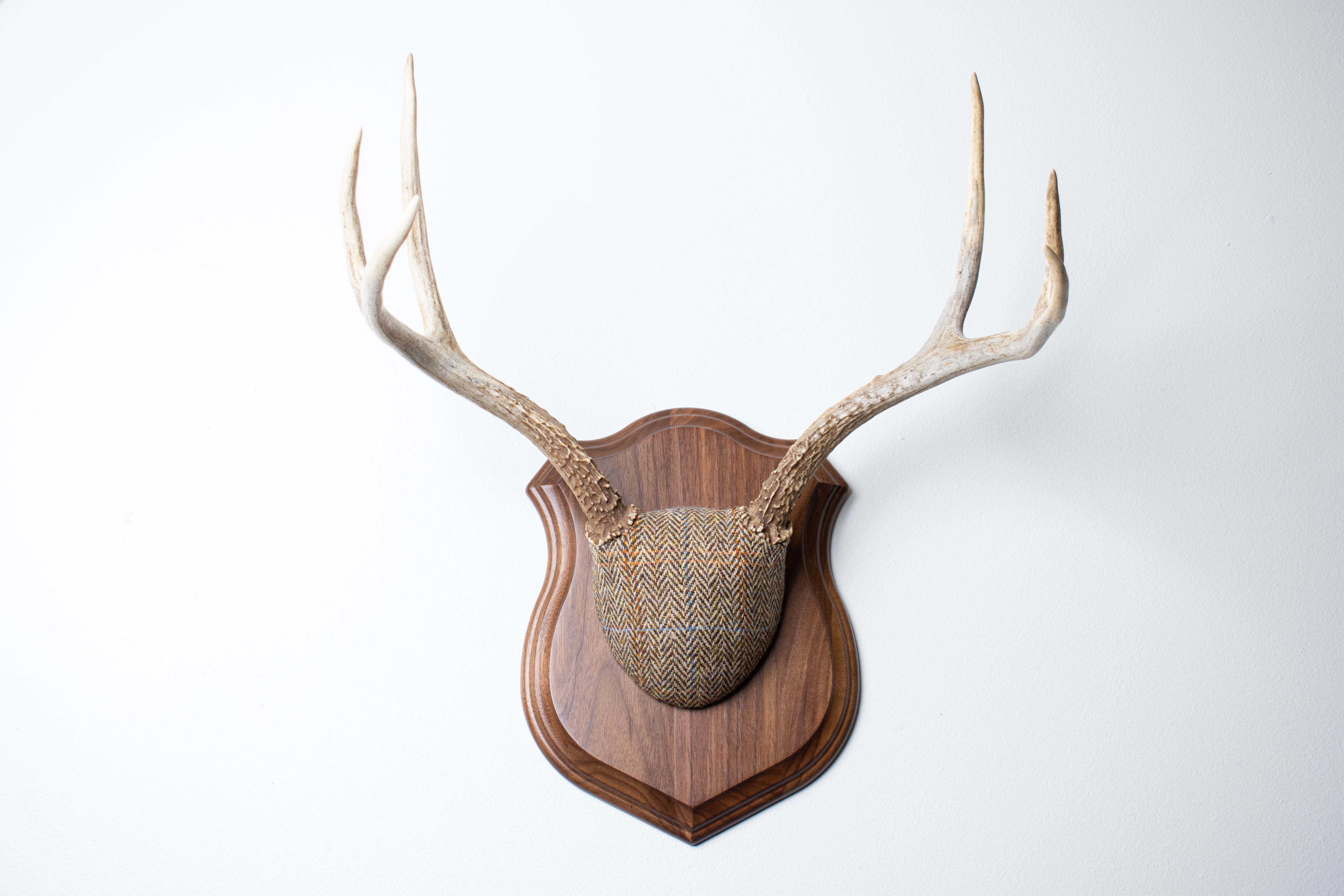 Mule Deer Antler Mount | Brown Herringbone | 19